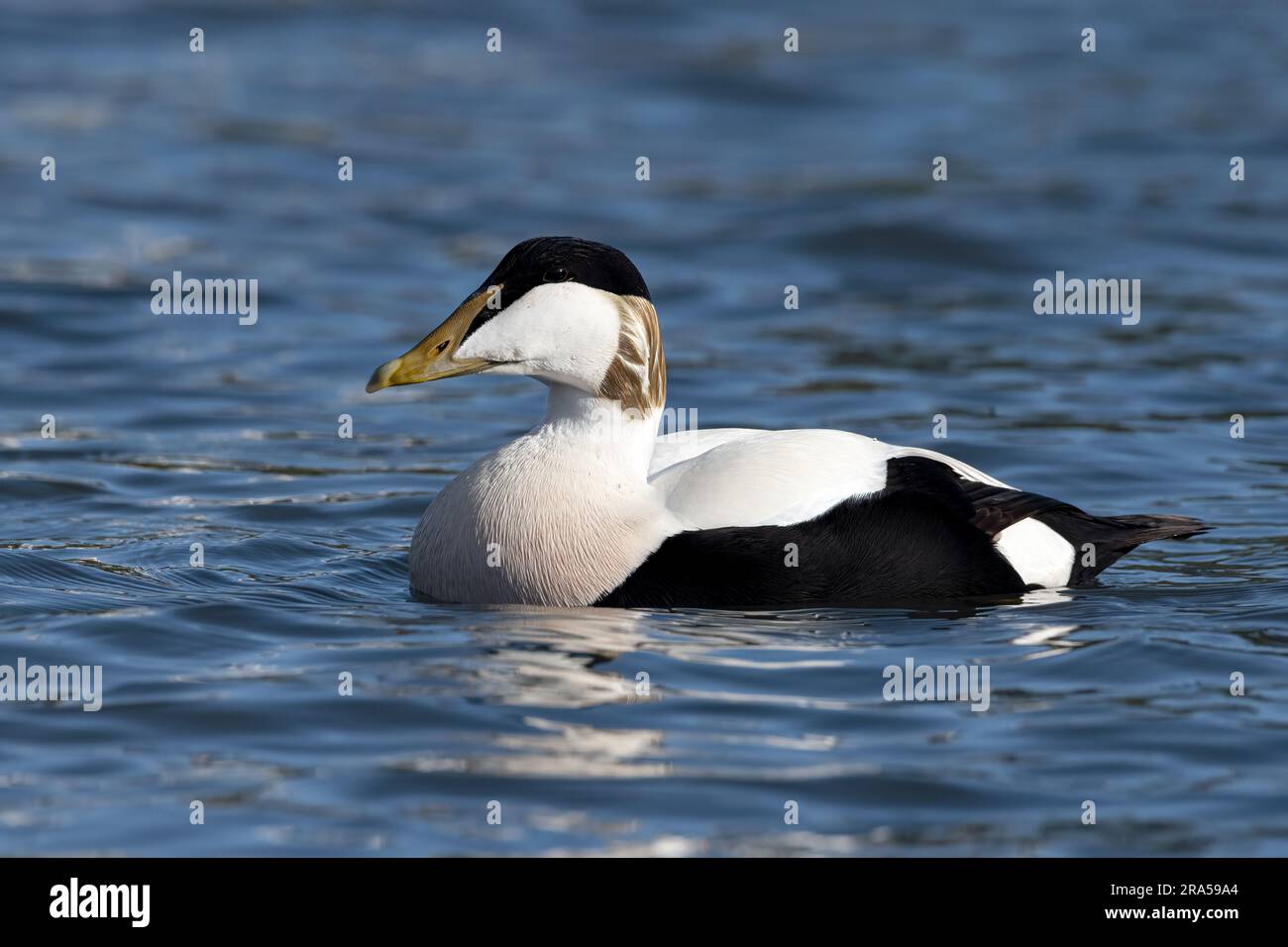 Eider Duck Foto Stock