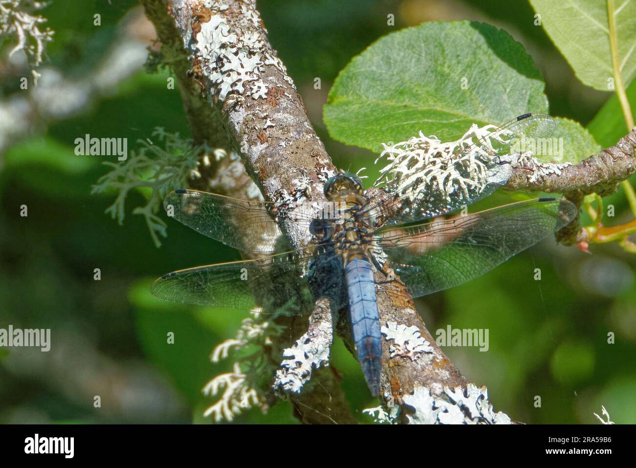 Libellula deprea, il chaser corposo o corposo, è una delle libellule più comuni in Europa e in Asia centrale. Foto Stock