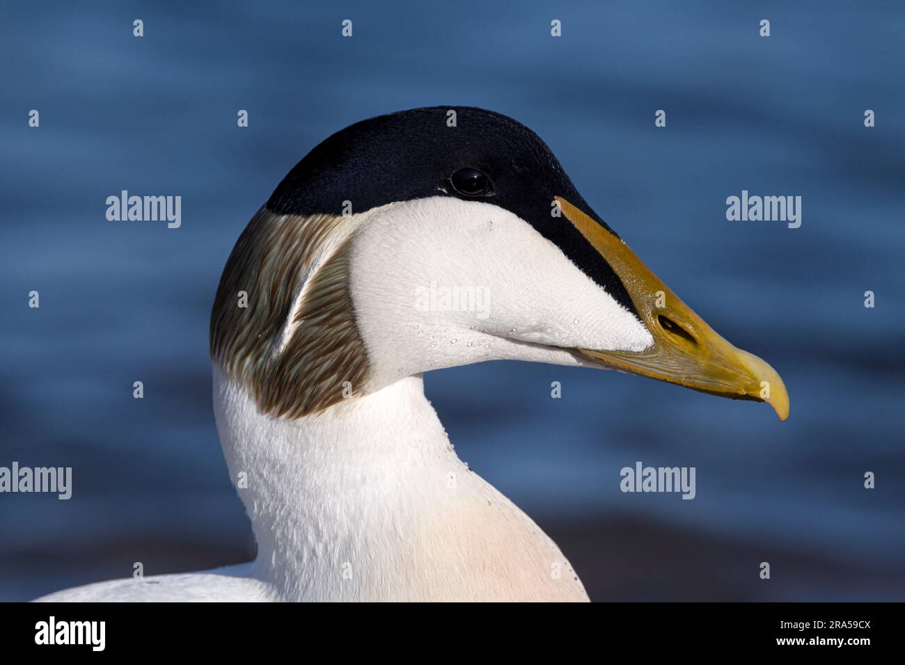 Eider Duck Foto Stock