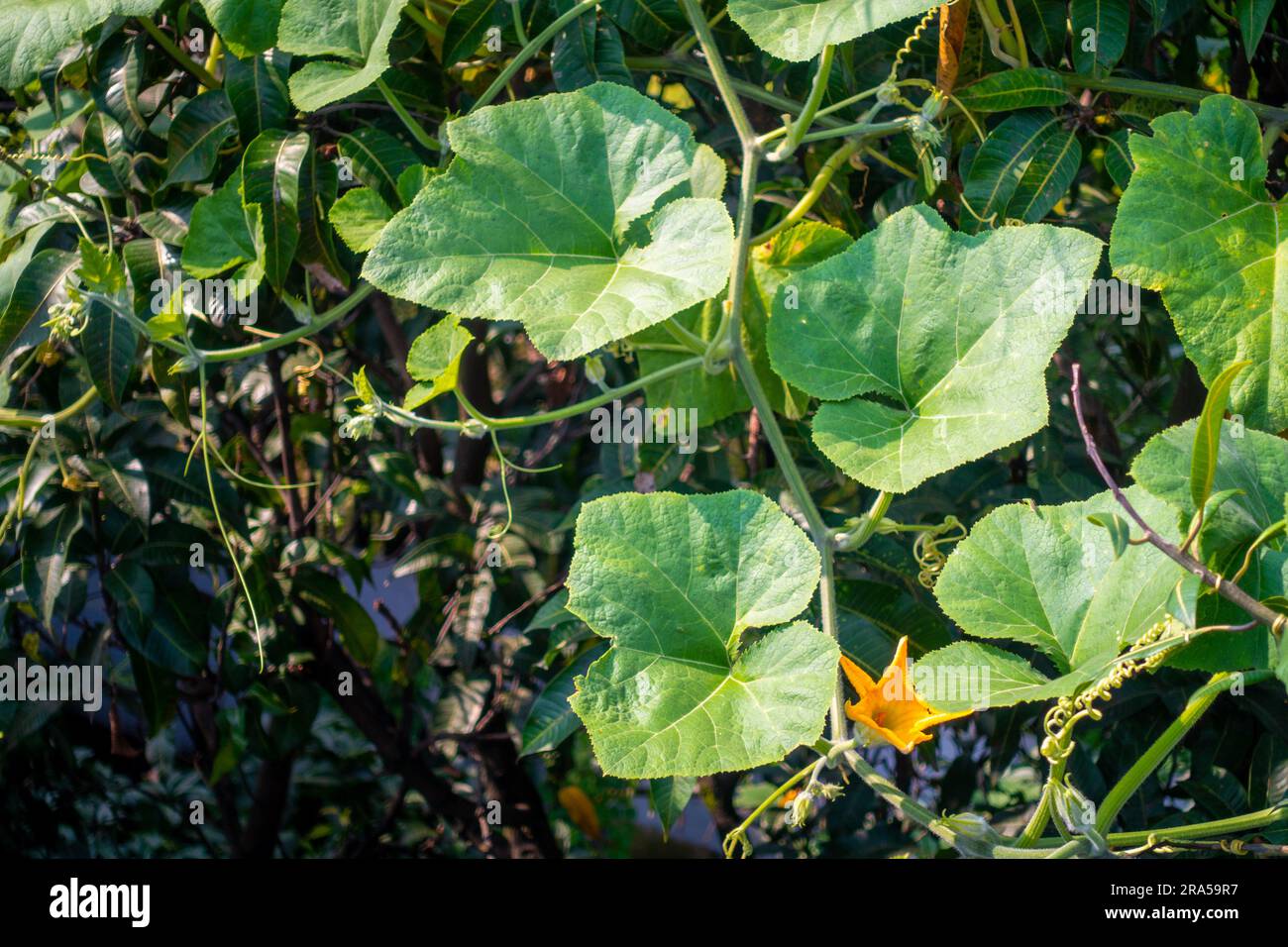 Vite di zucca con foglie e fiori di frutta gialli. Giardino biologico indiano. Foto Stock