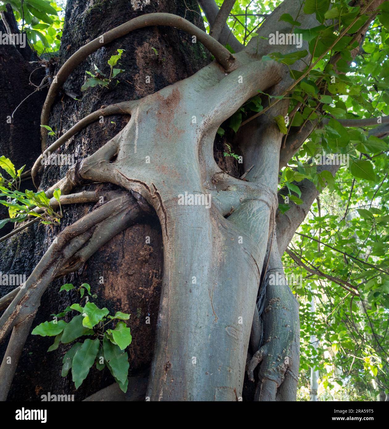 Albero di fichi Strangler. Questo albero si avvolge intorno e cresce fino ad un albero ospite, alla fine inglobando e uccidendo l'ospite. Uttarakhand India. Foto Stock
