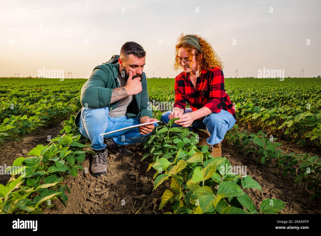 Occupazione agricola familiare. L'uomo e la donna coltivano la soia. Stanno esaminando il progresso delle piante. Foto Stock
