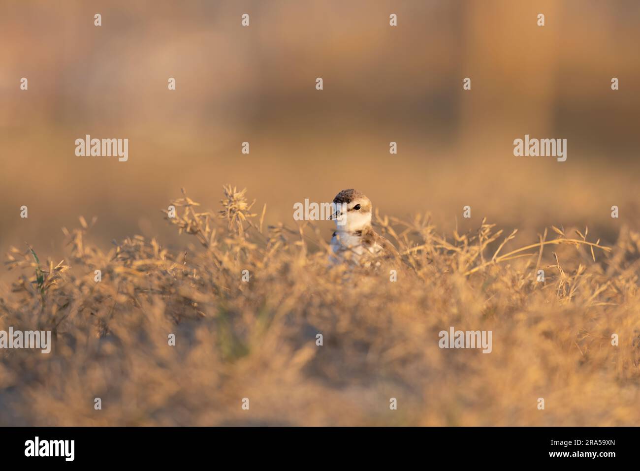 Kentish plover, trampolieri protetti sulle spiagge italiane. Foto Stock