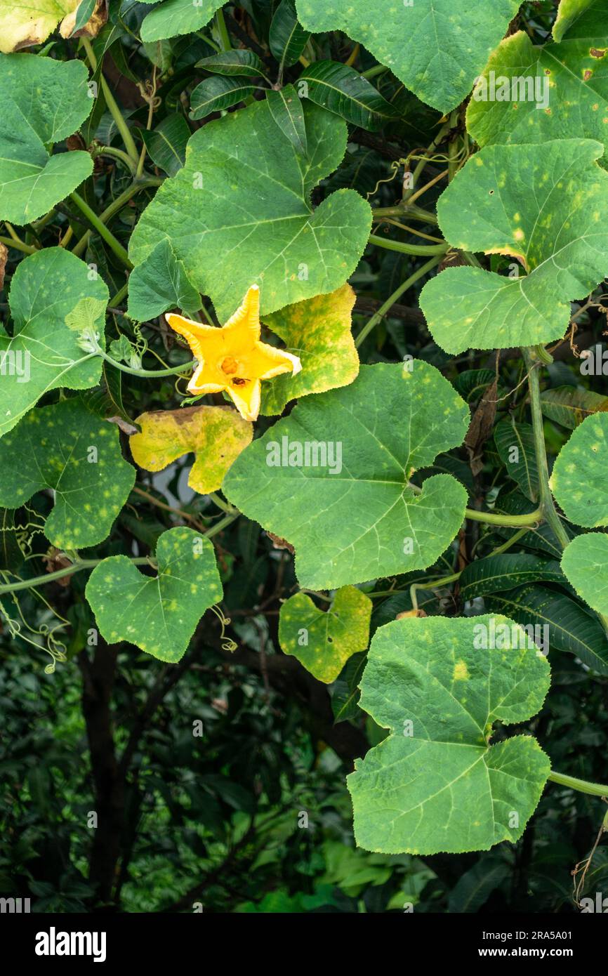 Vite di zucca con foglie e fiori di frutta gialli. Giardino biologico indiano. Foto Stock