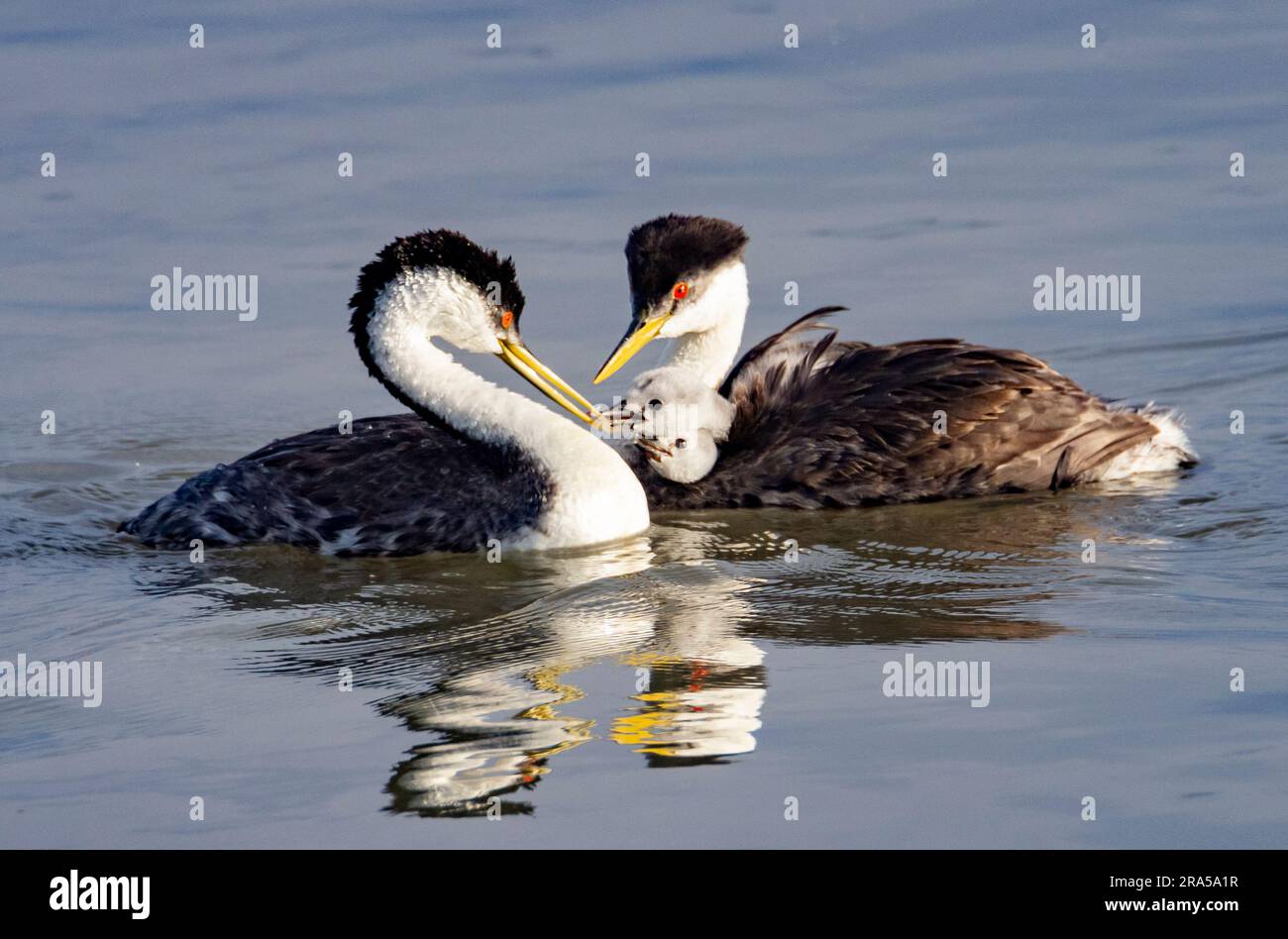 Due genitori della Western Grebe (Aechmophorus occidentalis) nutrono i loro due pulcini al Bear River Migratory Bird Refuge, Brigham City, Utah, USA. Foto Stock
