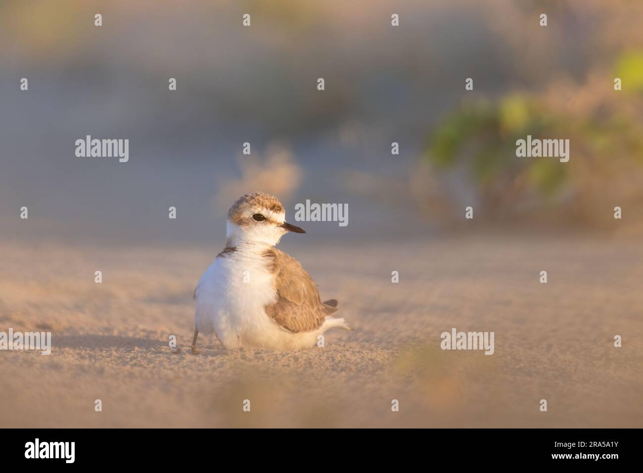 Kentish plover, trampolieri protetti sulle spiagge italiane. Foto Stock