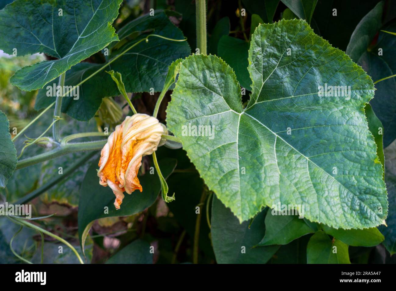 Vite di zucca con foglie e fiori di frutta gialli. Giardino biologico indiano. Foto Stock