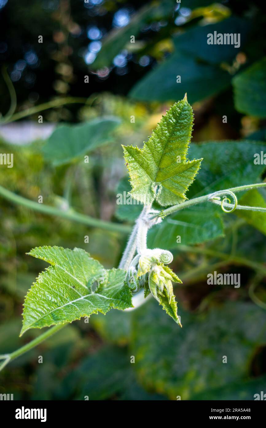 Vite di zucca con foglie e fiori di frutta gialli. Giardino biologico indiano. Foto Stock