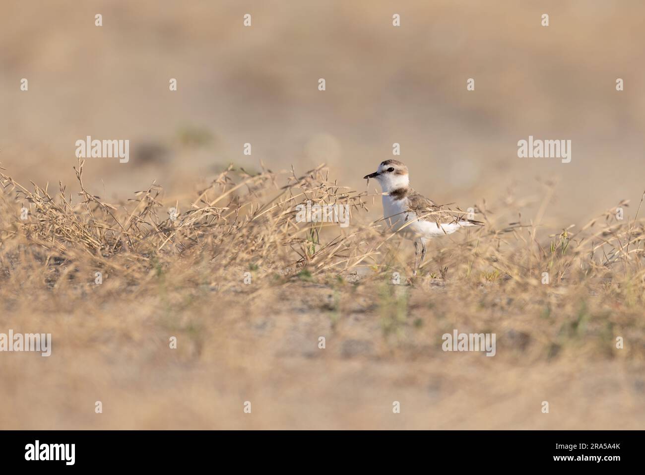 Kentish plover, trampolieri protetti sulle spiagge italiane. Foto Stock
