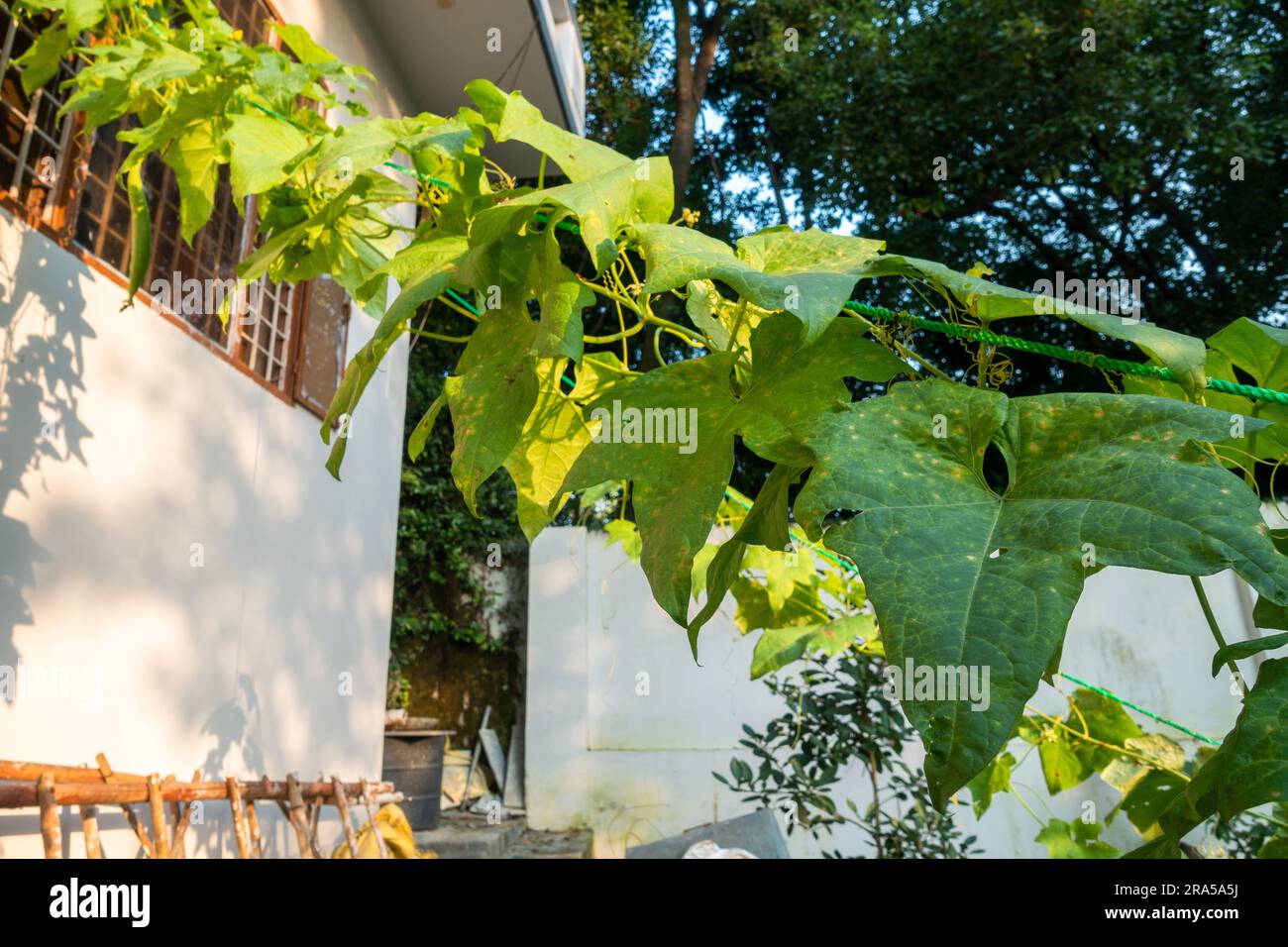 Ridge Gourd (Torai) Vine. Una verdura popolare usata nella cucina indiana. Uttarakhand India. Foto Stock