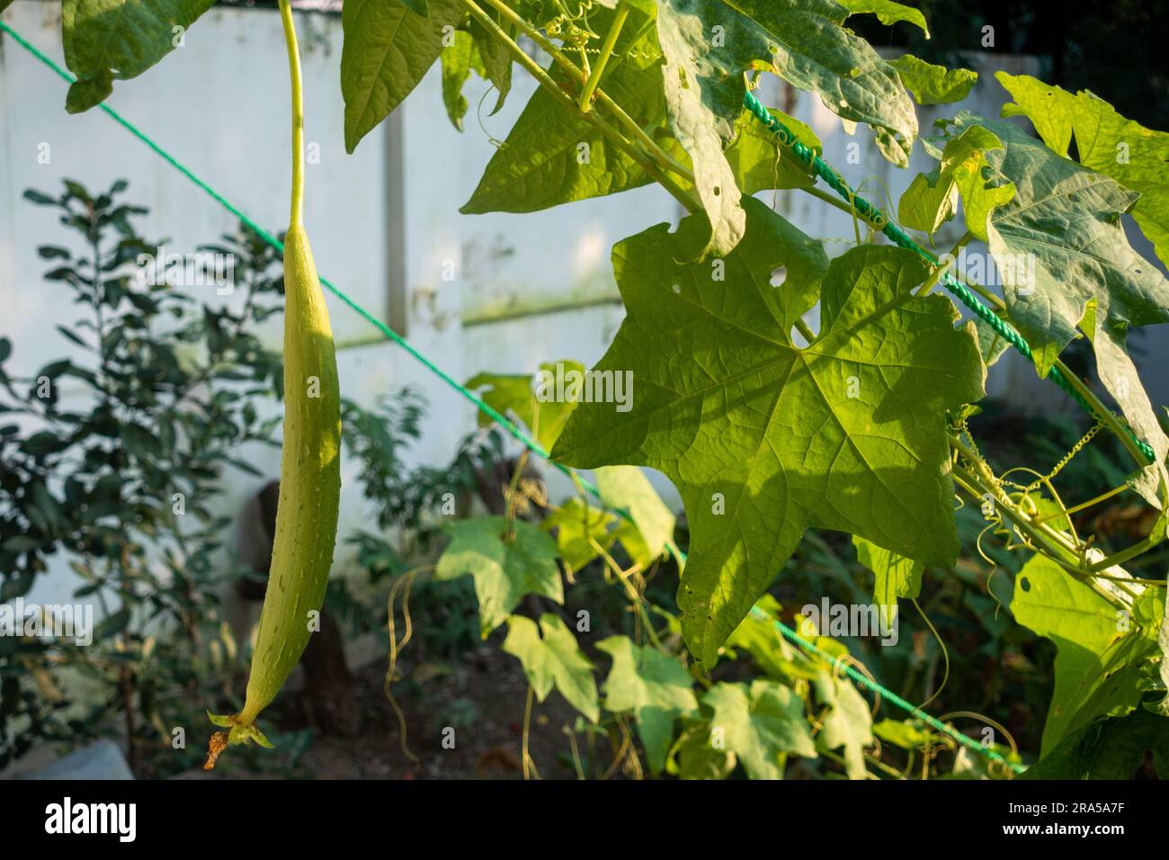 Ridge Gourd (Torai) Vine. Una verdura popolare usata nella cucina indiana. Uttarakhand India. Foto Stock