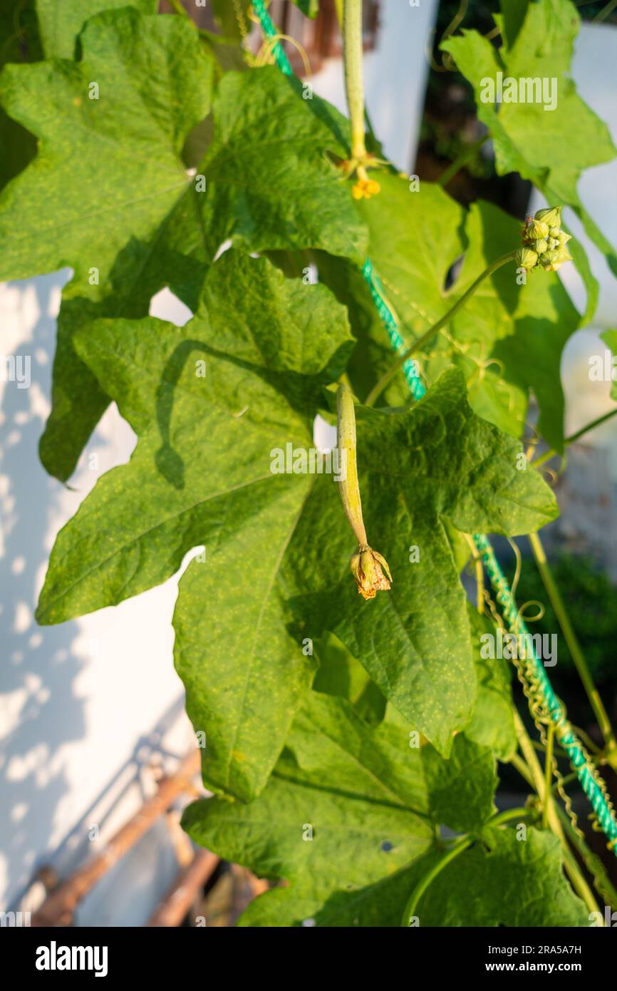 Ridge Gourd (Torai) Vine. Una verdura popolare usata nella cucina indiana. Uttarakhand India. Foto Stock