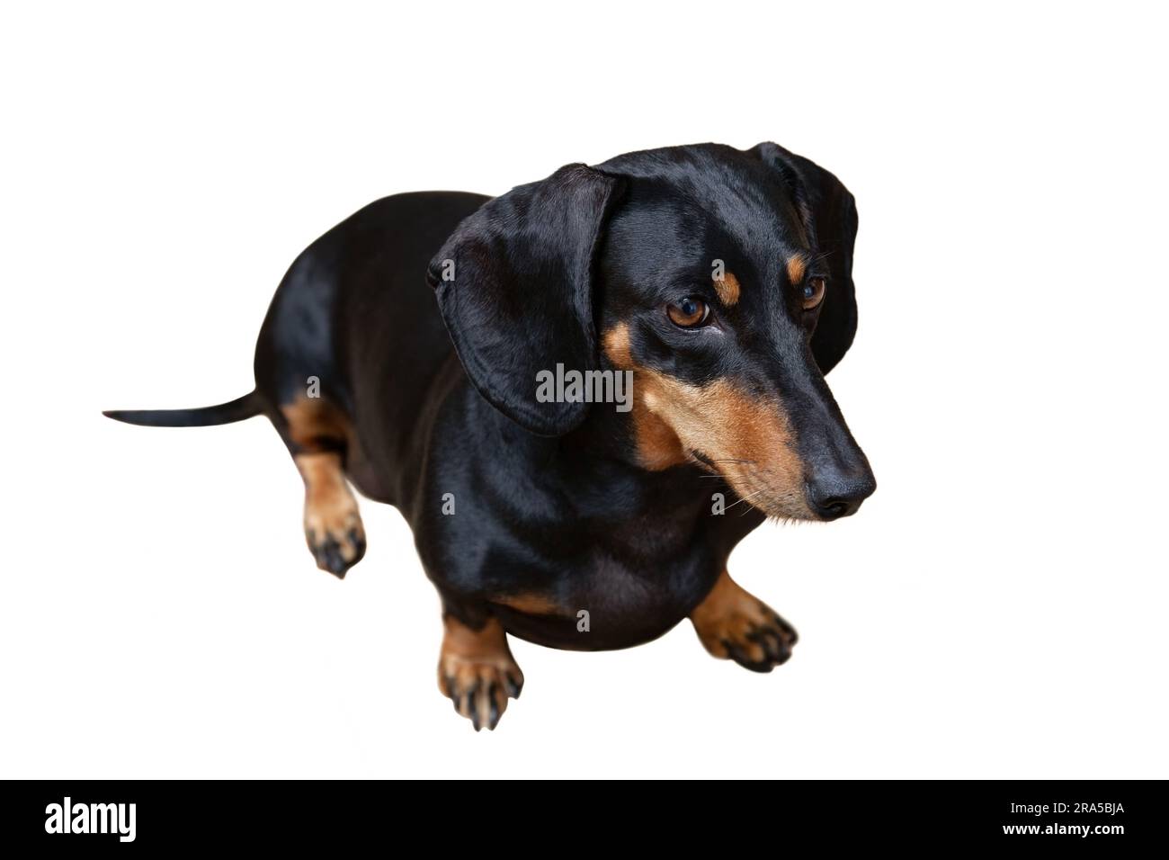 Cane, il dachshund nero si trova su uno sfondo bianco Foto Stock