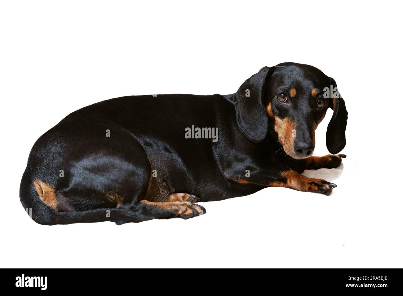 Cane, bassotto nero su sfondo bianco che guarda la fotocamera Foto Stock