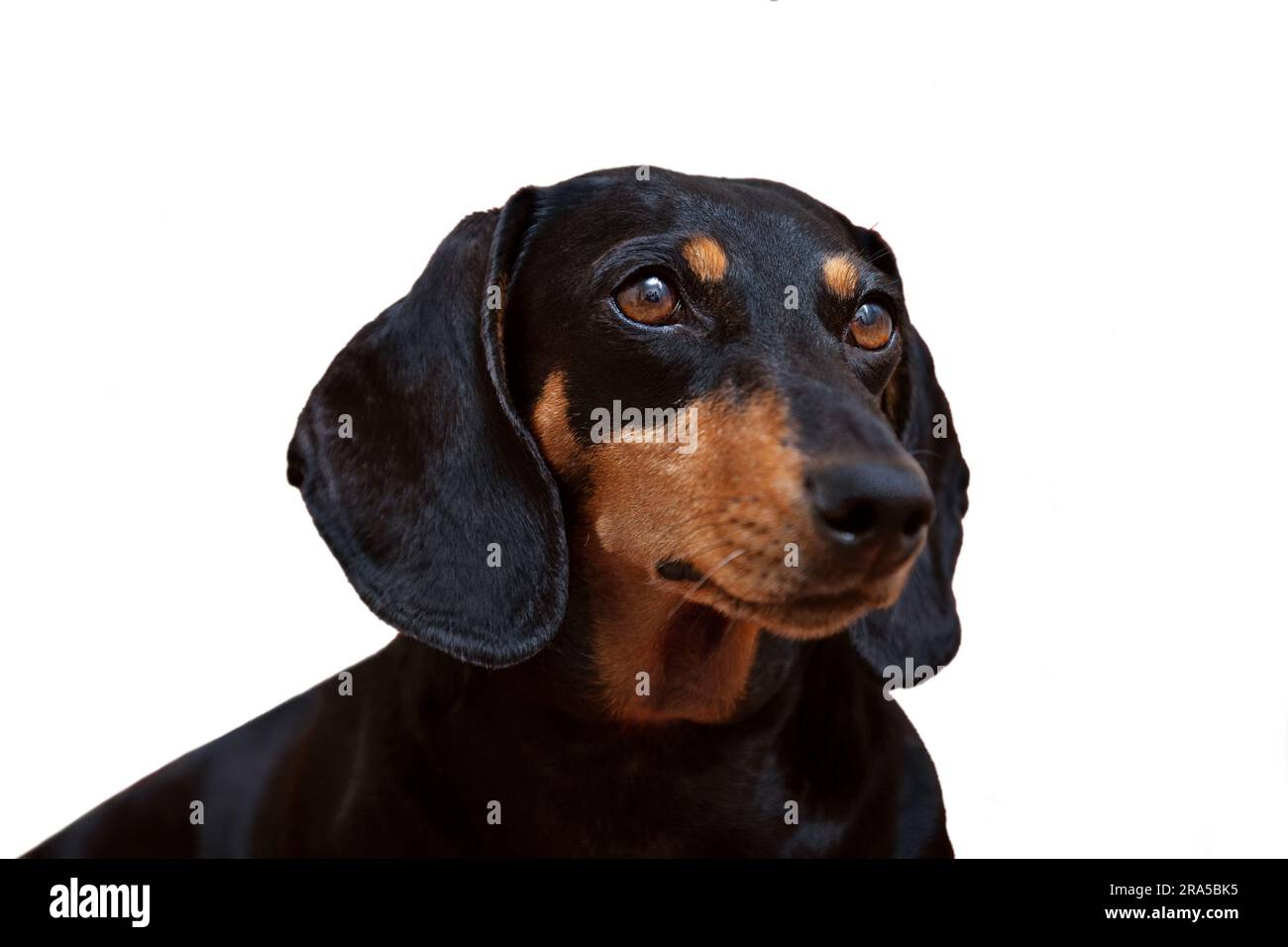 Cane, dachshund nero su sfondo bianco, primo piano Foto Stock
