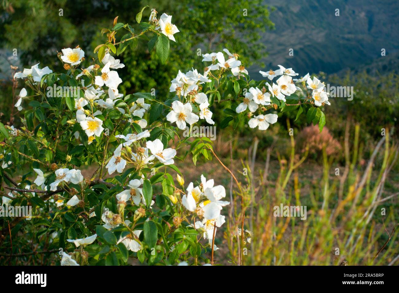 Fiori bianchi della pianta Rosa filipes. Regione himalayana di Uttarakhand, India Foto Stock