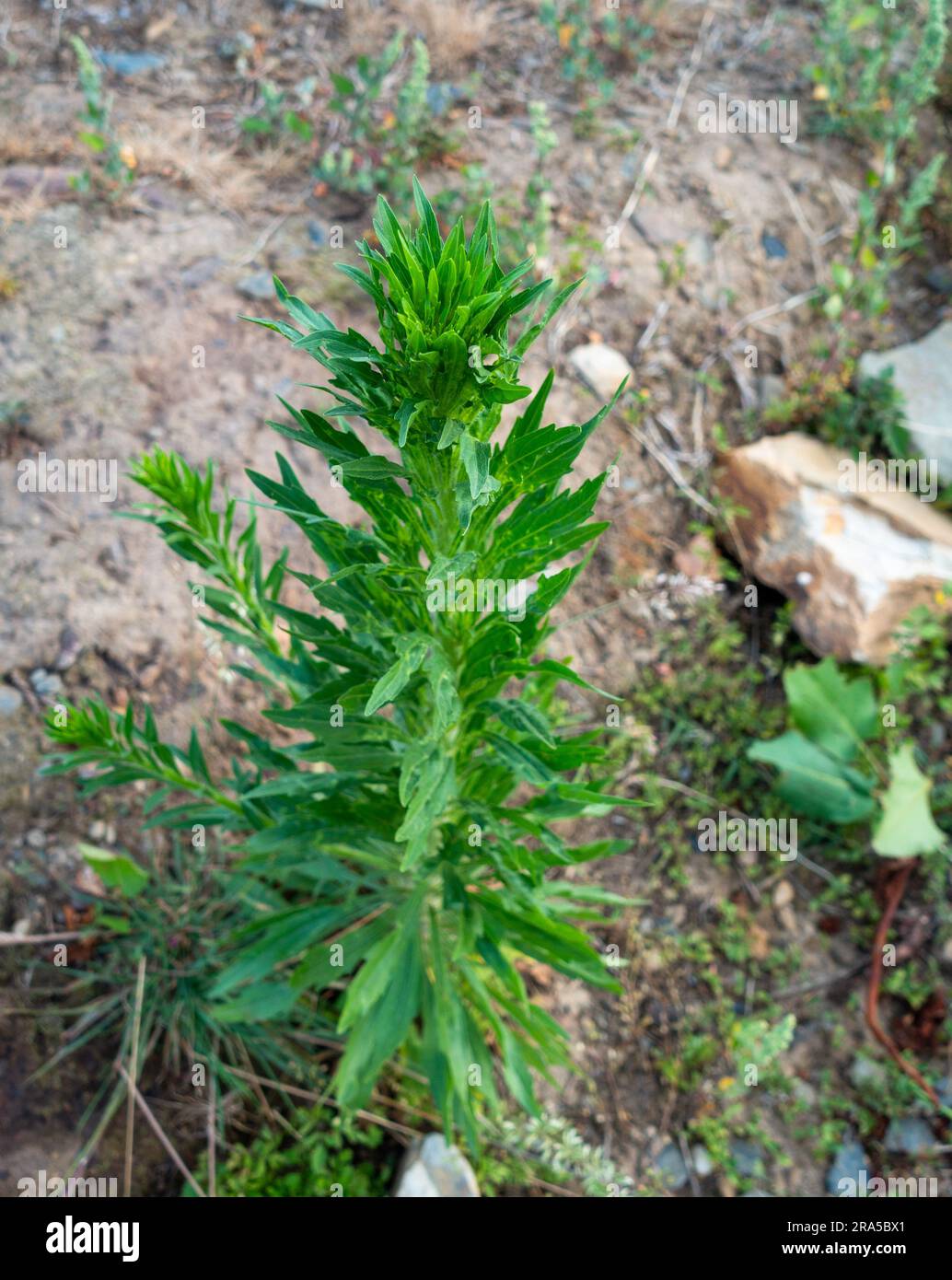 Erigeron canadensis, comunemente conosciuta come pianta di alghe equine. Regione himalayana di Uttarakhand, India. Foto Stock