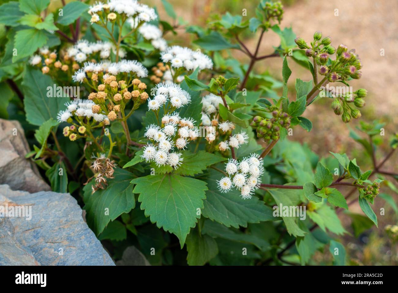 L'Ageratum conyzoides è comunemente nota come pianta di erbacce di capra billy con fiori e foglie bianchi. Uttarakhand India. Foto Stock