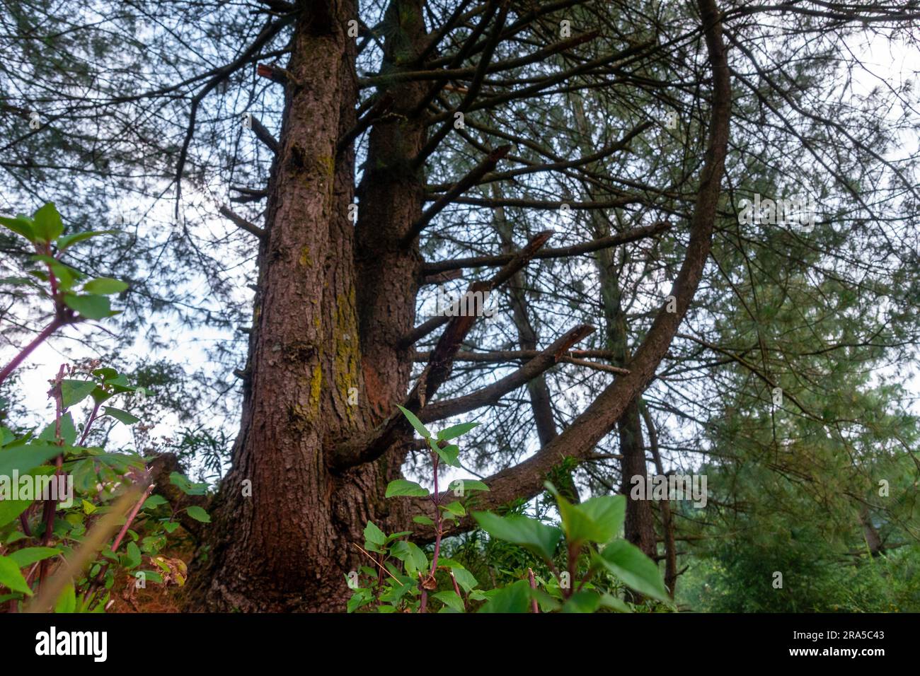 Cedrus deodara, il cedro del deodar, il cedro dell'Himalaya o l'albero del deodar nella foresta con un design artistico. Regione himalayana di Uttarakhand, India. Foto Stock