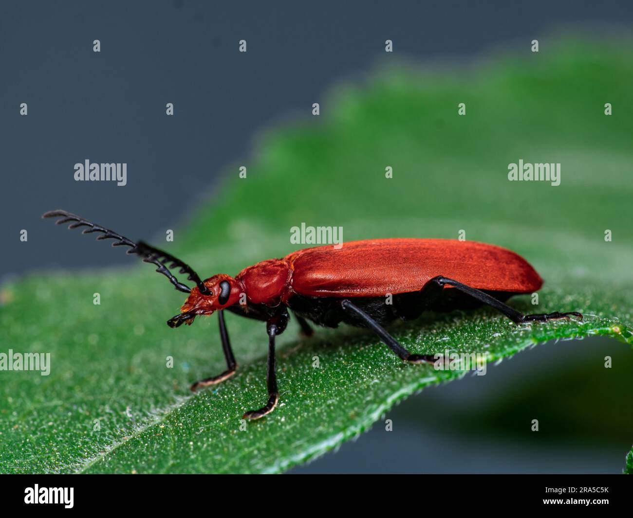Uno scarabeo rosso brillante con antenne a forma di pettine posizionate su una foglia verde. Cattura in macro estremo con dettagli visibili del corpo e della consistenza dell'insetto. Foto Stock