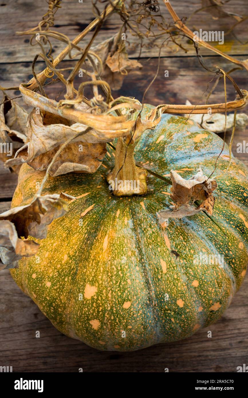 Ripresa ravvicinata della zucca con ceppo di vite su un piano in legno. India Foto Stock