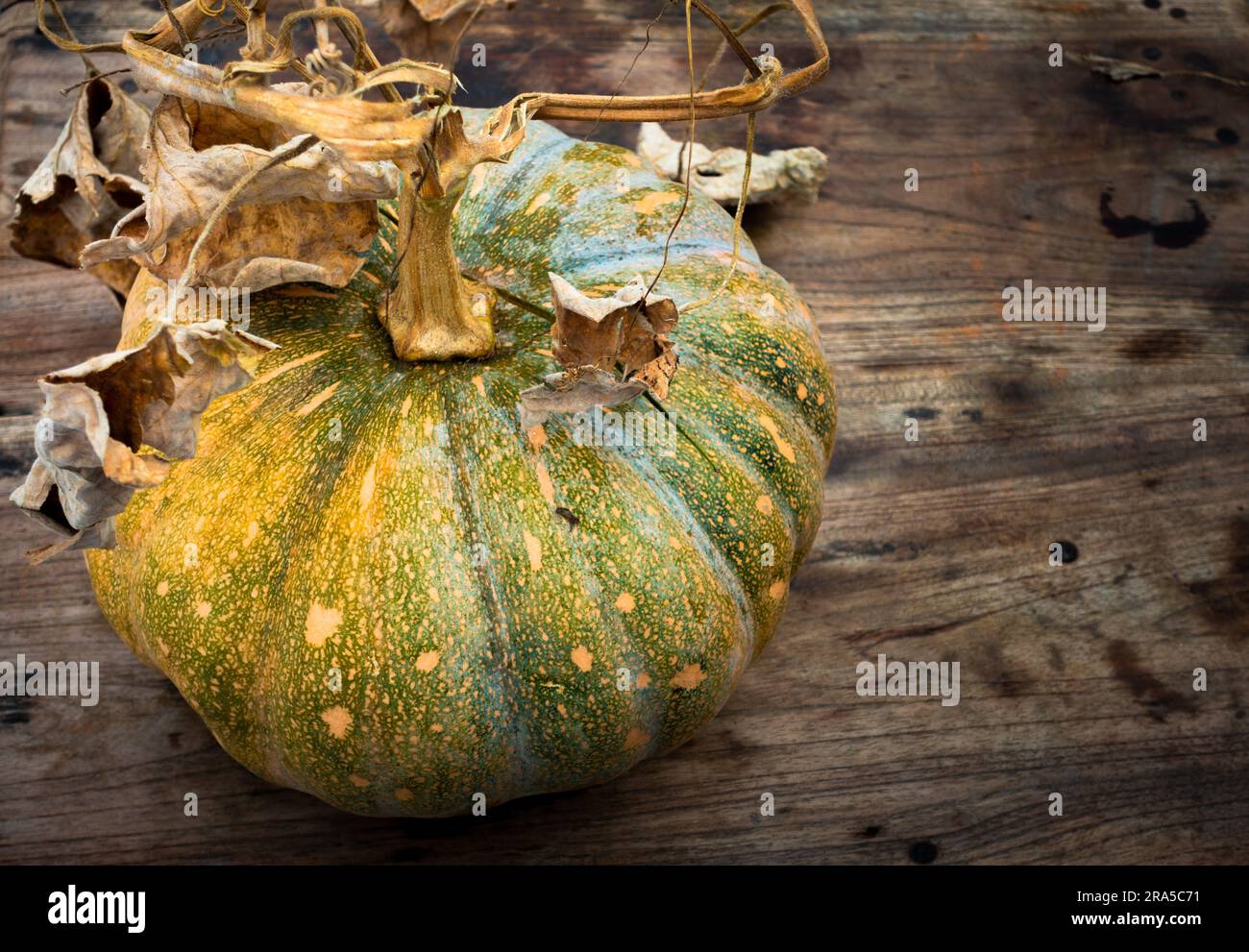 Ripresa ravvicinata della zucca con ceppo di vite su un piano in legno. India Foto Stock