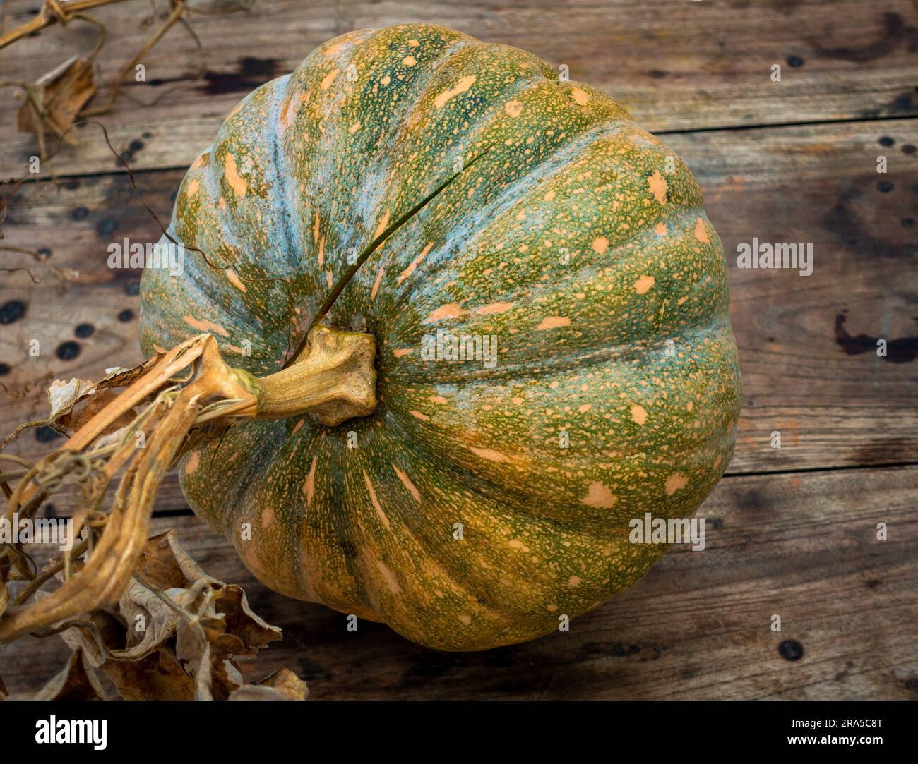Ripresa ravvicinata della zucca con ceppo di vite su un piano in legno. India Foto Stock
