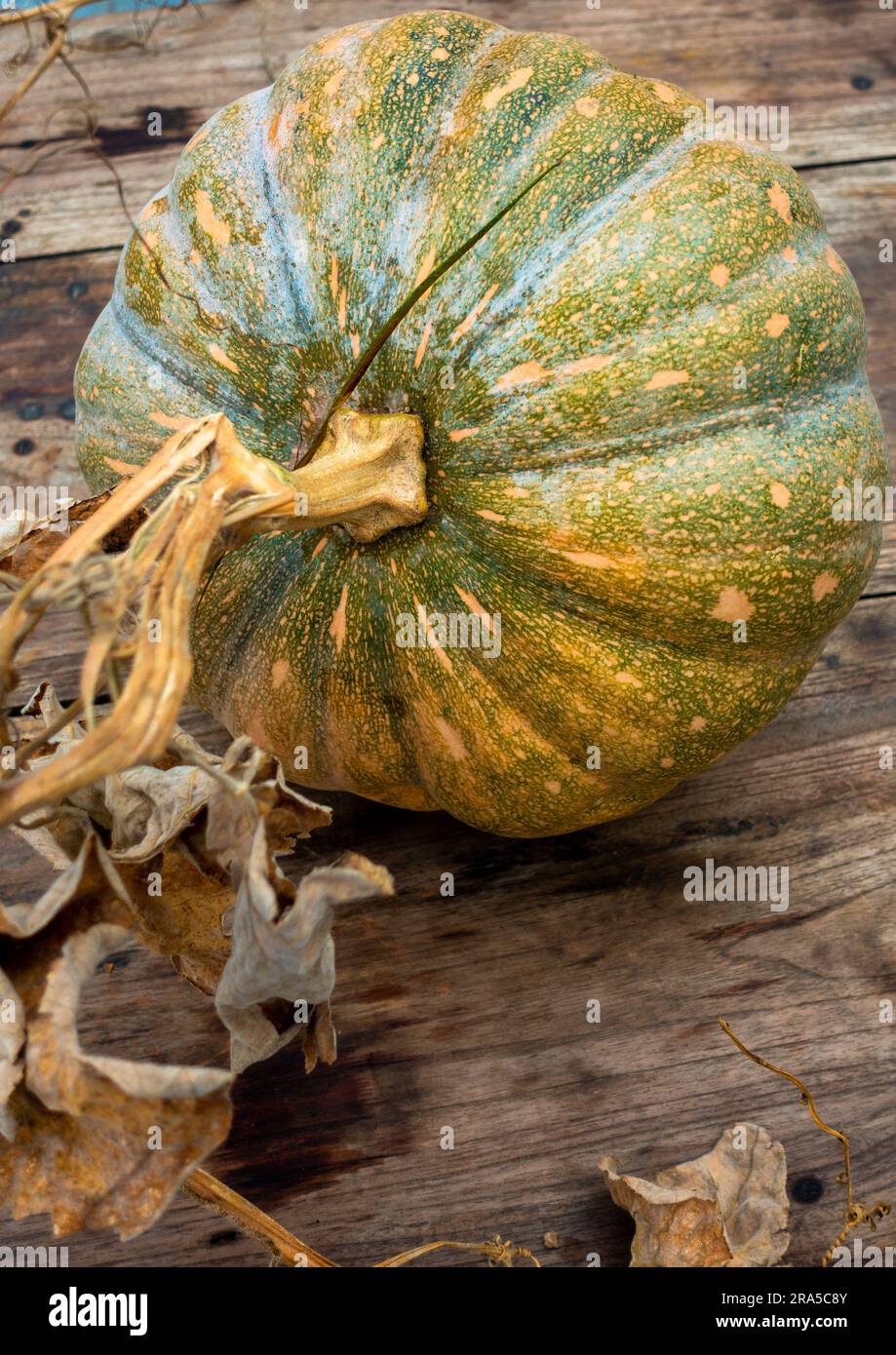 Ripresa ravvicinata della zucca con ceppo di vite su un piano in legno. India Foto Stock