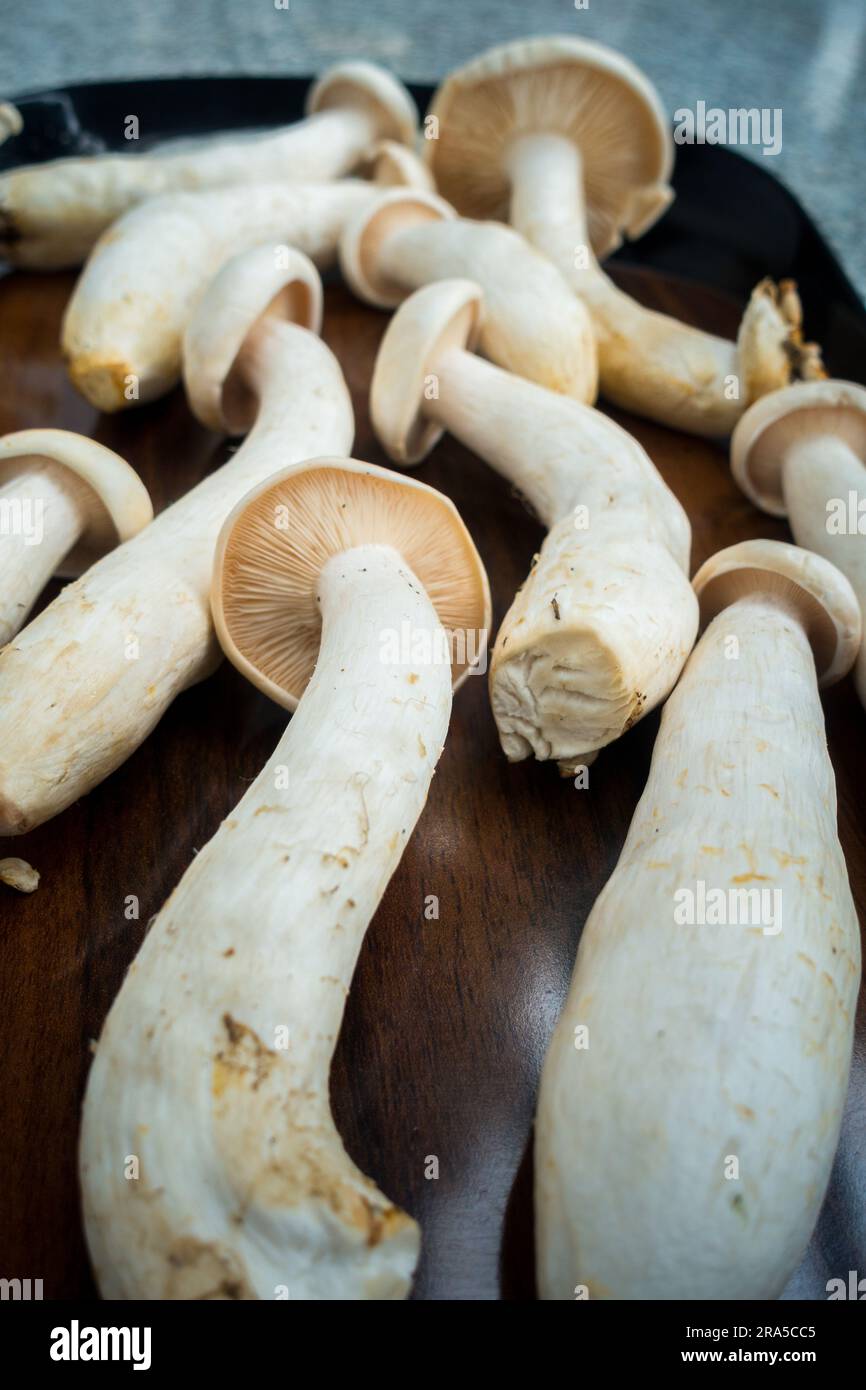 Foto da tavolo di Big Milky Mushroom, Calocybe indica con un lungo ceppo e una grande corona circolare. . India Foto Stock