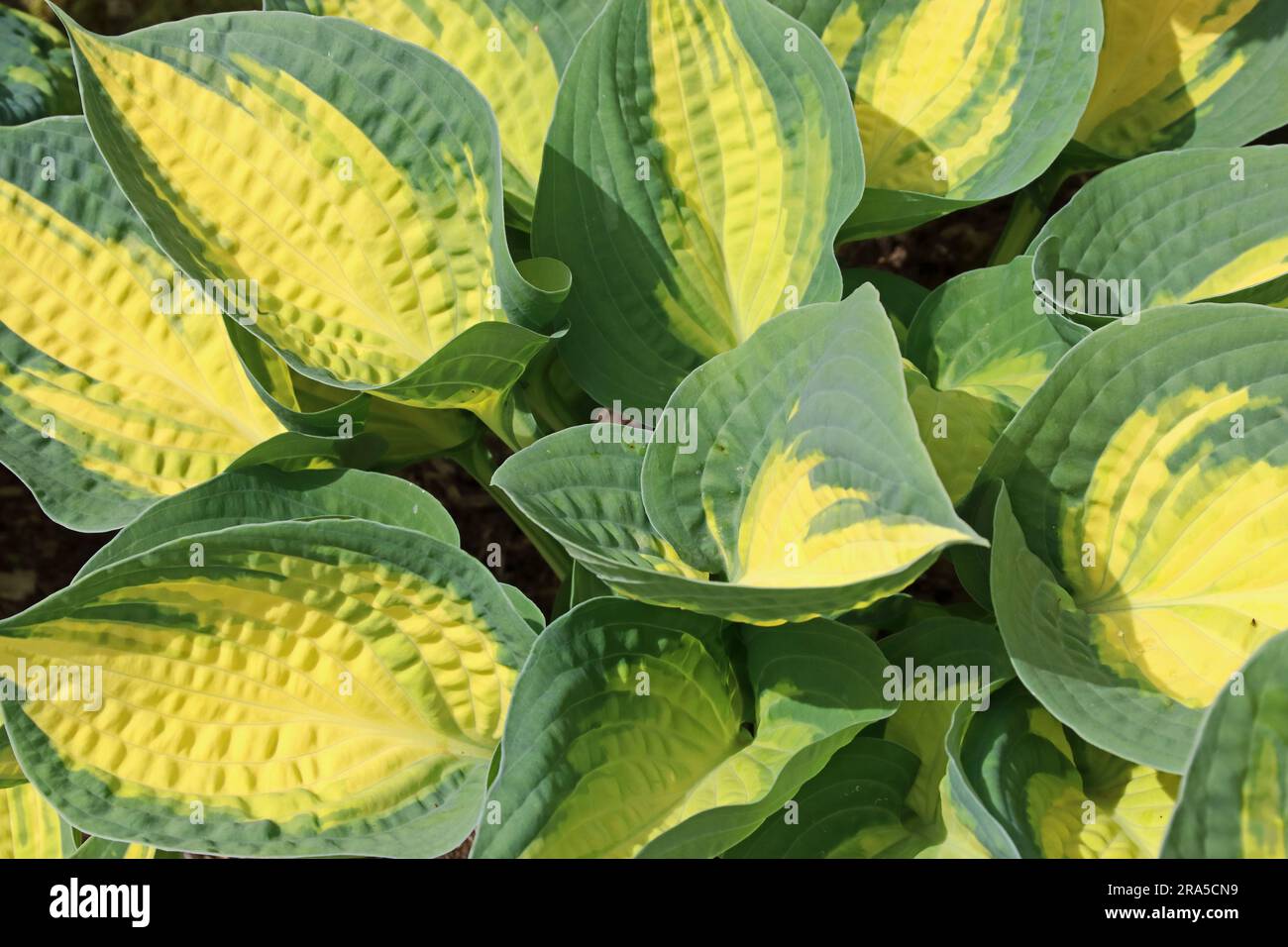 Foglie verdi e gialle di Hosta Forbidden Fruit Foto Stock