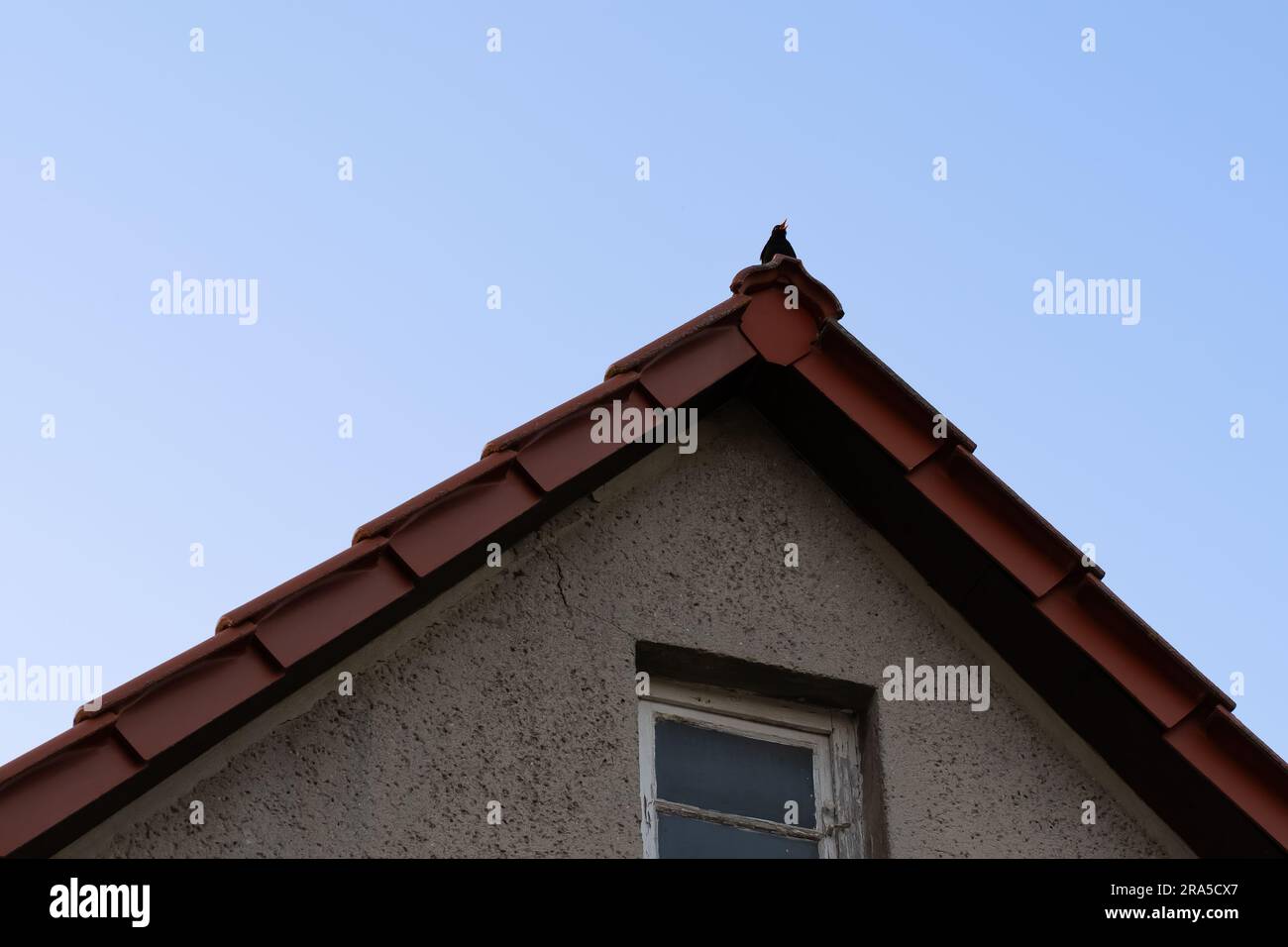 Estate. Uno starling canta mentre è seduto sul tetto di una vecchia casa, sfondo blu del cielo. Serenata skyline. Foto Stock