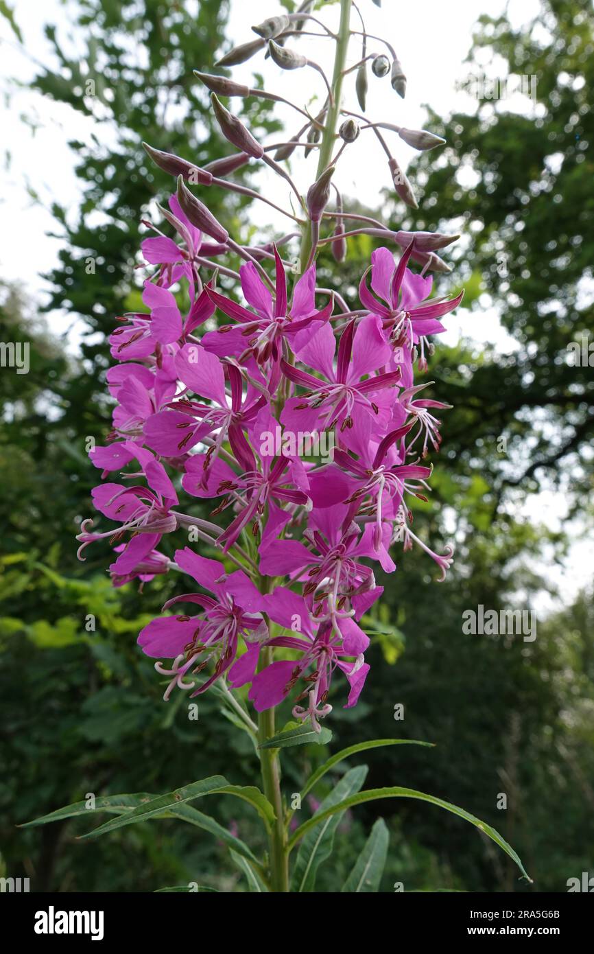 Primo piano naturale su un fiorito Rosebay, un fiore di selvaggina, Epilobium angustifolium Foto Stock