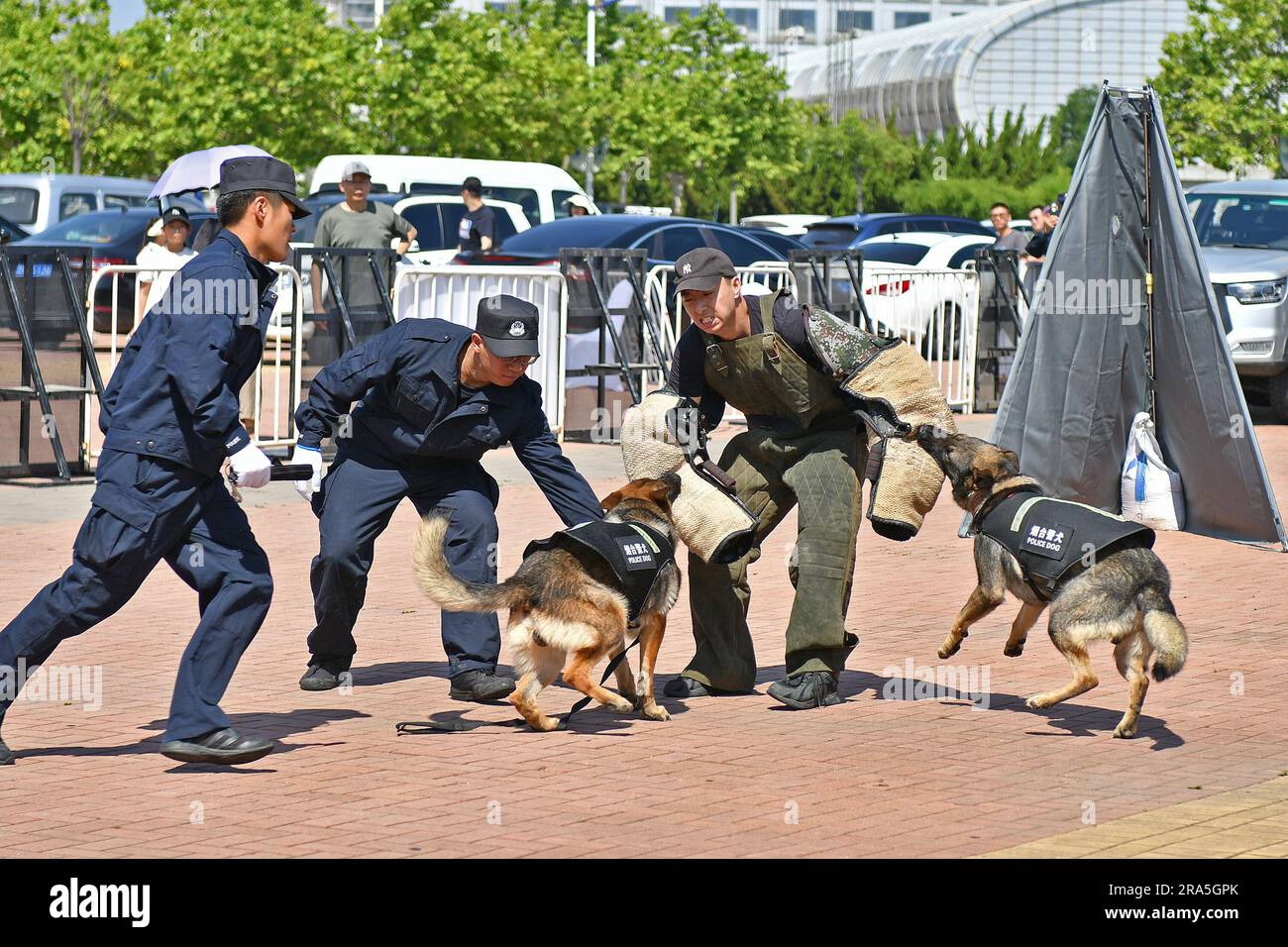YANTAI, CINA - 1° LUGLIO 2023 - Un addestratore guida un cane della polizia durante un'esercitazione alla ricerca di sospetti criminali a Yantai, provincia di Shandong, Cina, 1° luglio Foto Stock