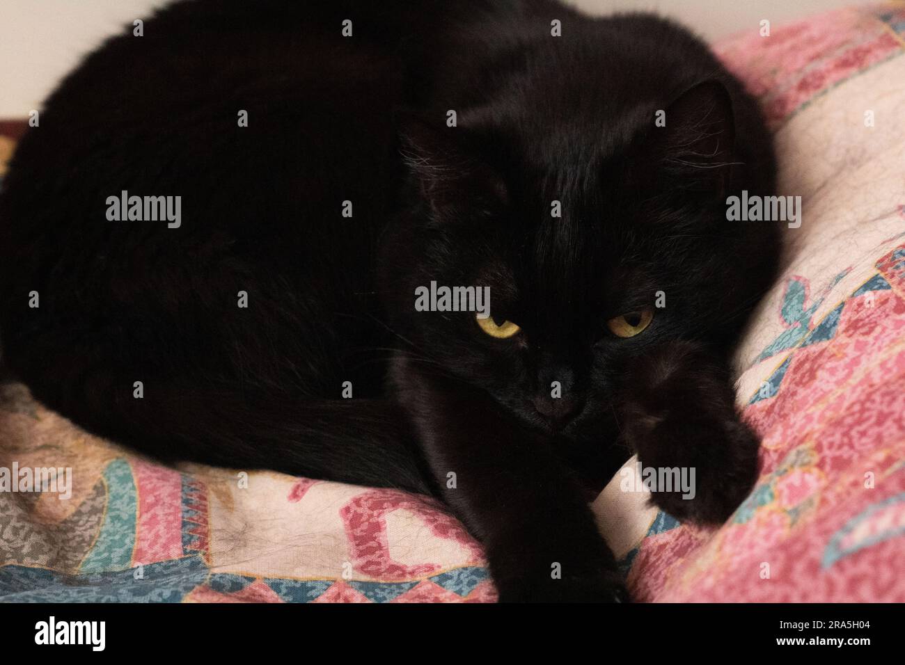 foto gatto nero con occhi gialli sdraiati sul letto Foto Stock