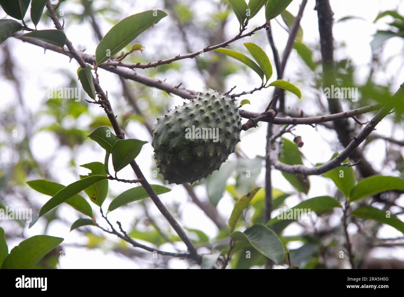 Annona muricata, soursop o graviola è un albero della famiglia delle Annonaceae. Originario dell'America centrale e meridionale, è coltivato per la sua fr commestibile Foto Stock