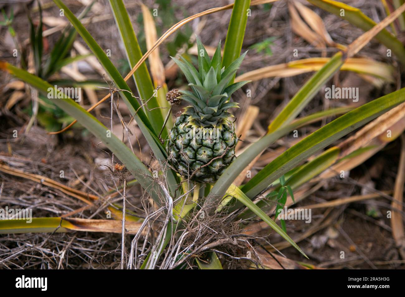 Piantagione biologica di ananas nella giungla peruviana. Foto Stock