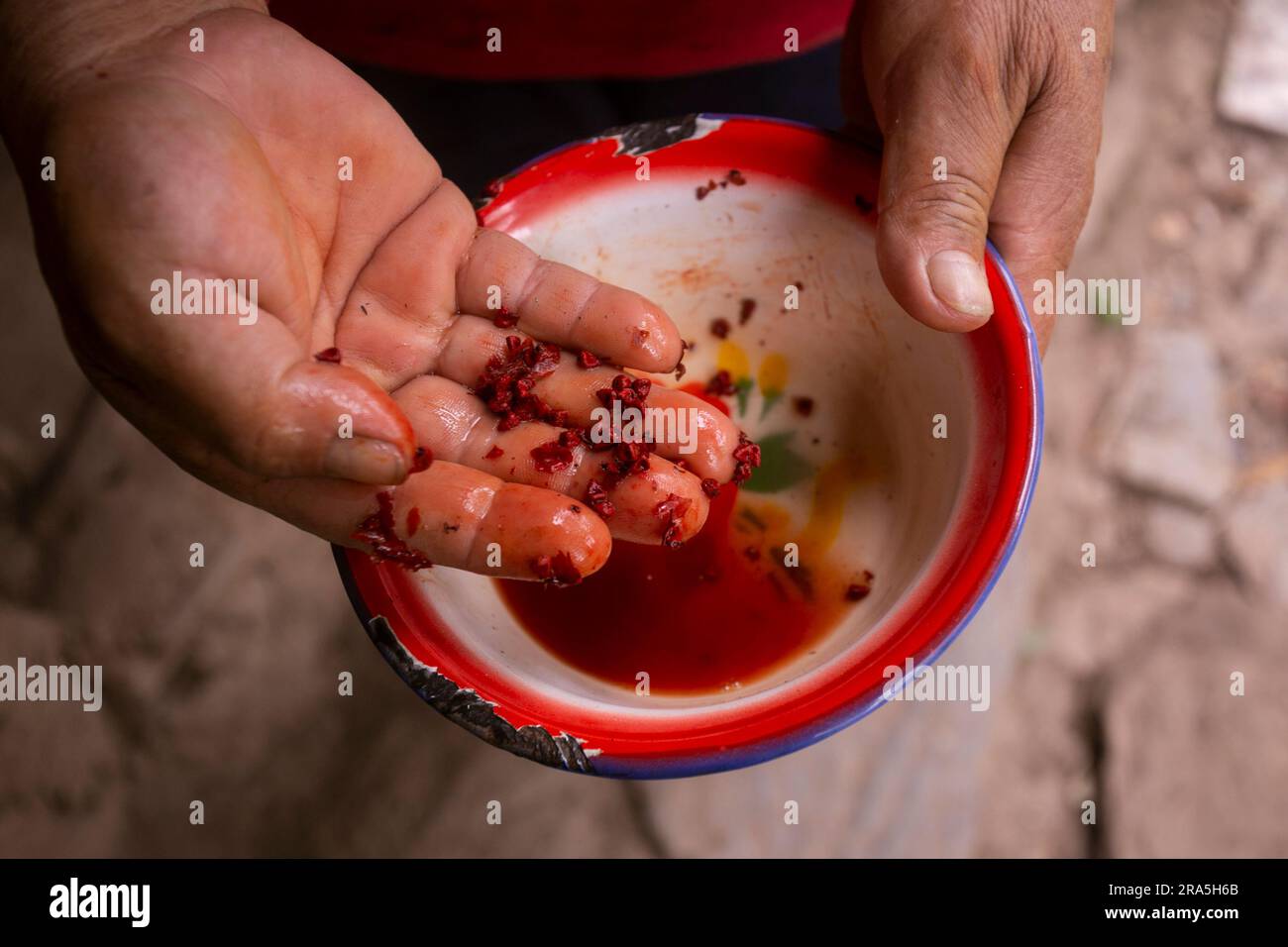 L'annatto, annatto o onoto, è un pigmento naturale giallastro-rosso, che viene estratto dai semi di Bixa orellana, un arbusto originario dell'America tropicale. Foto Stock