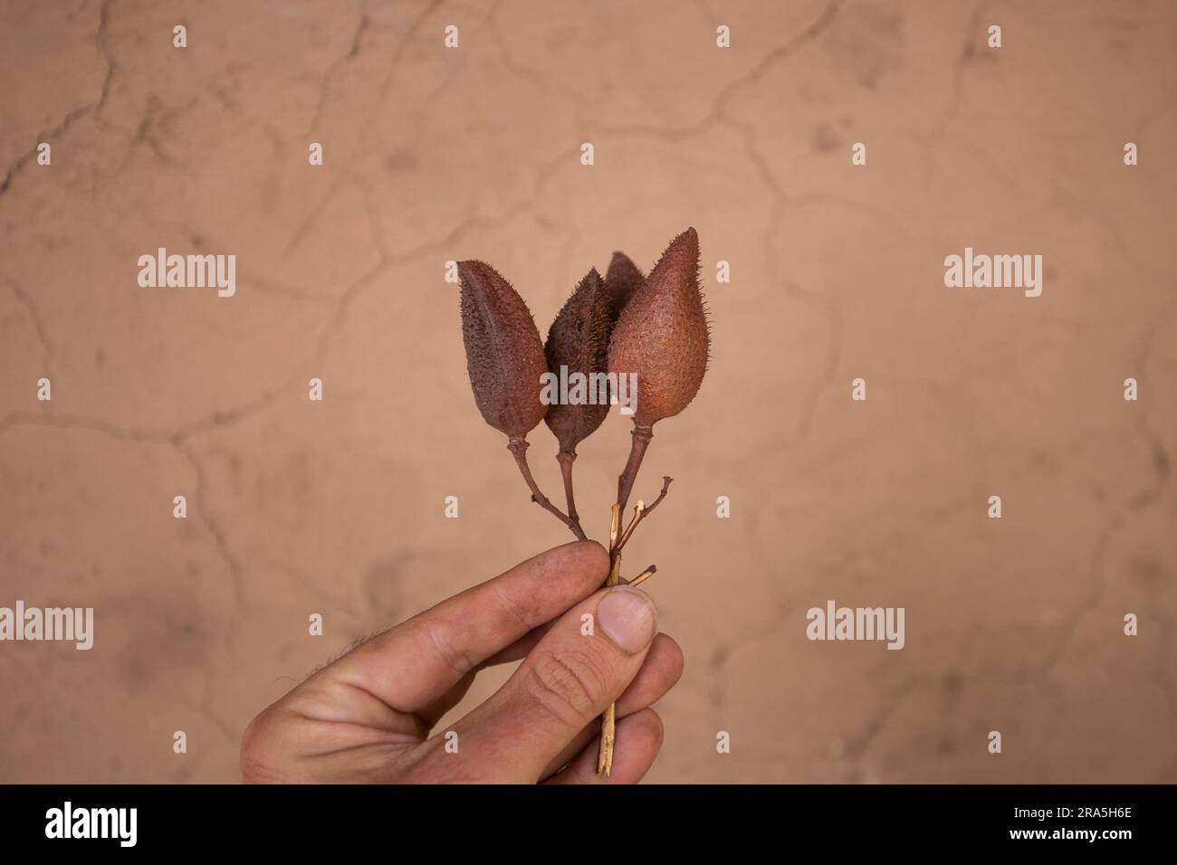 L'annatto, annatto o onoto, è un pigmento naturale giallastro-rosso, che viene estratto dai semi di Bixa orellana, un arbusto originario dell'America tropicale. Foto Stock