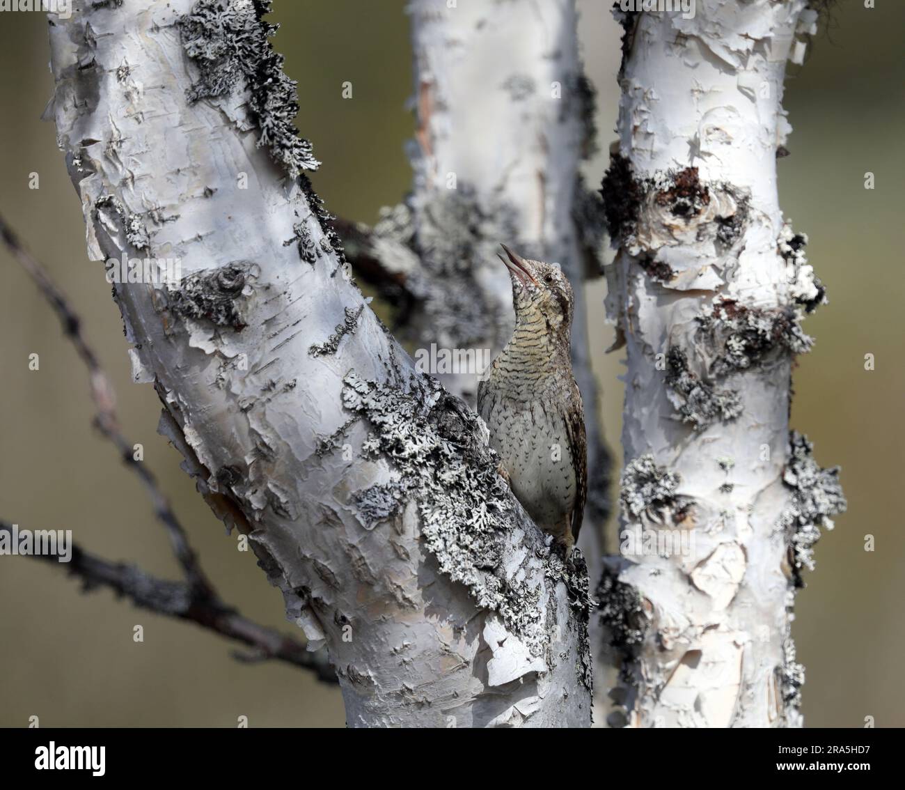 Wryneck, seduto a Birch Foto Stock