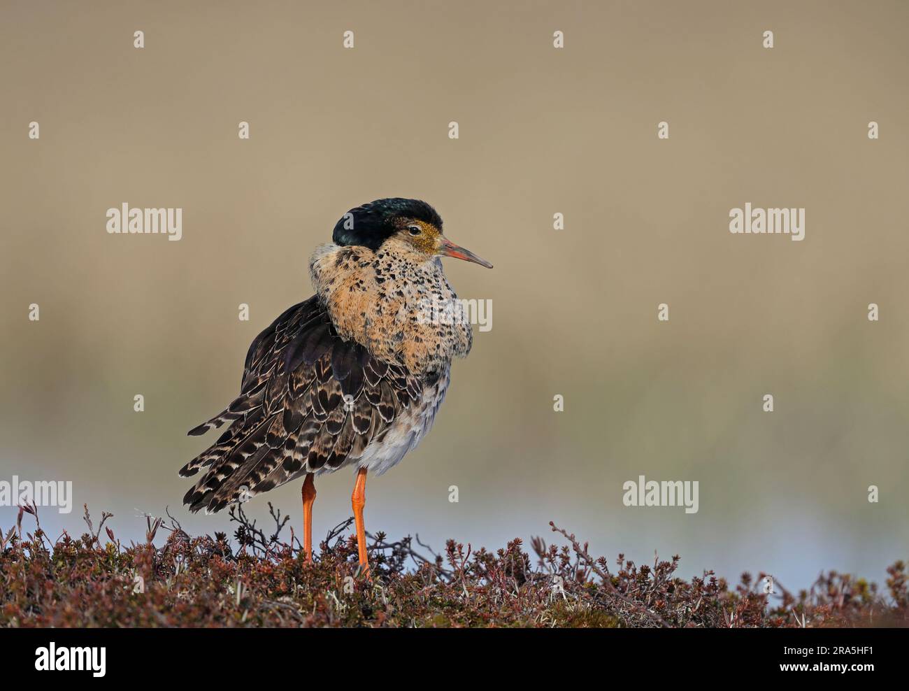 Uccello di Ruff nel piumaggio di lekking Foto Stock