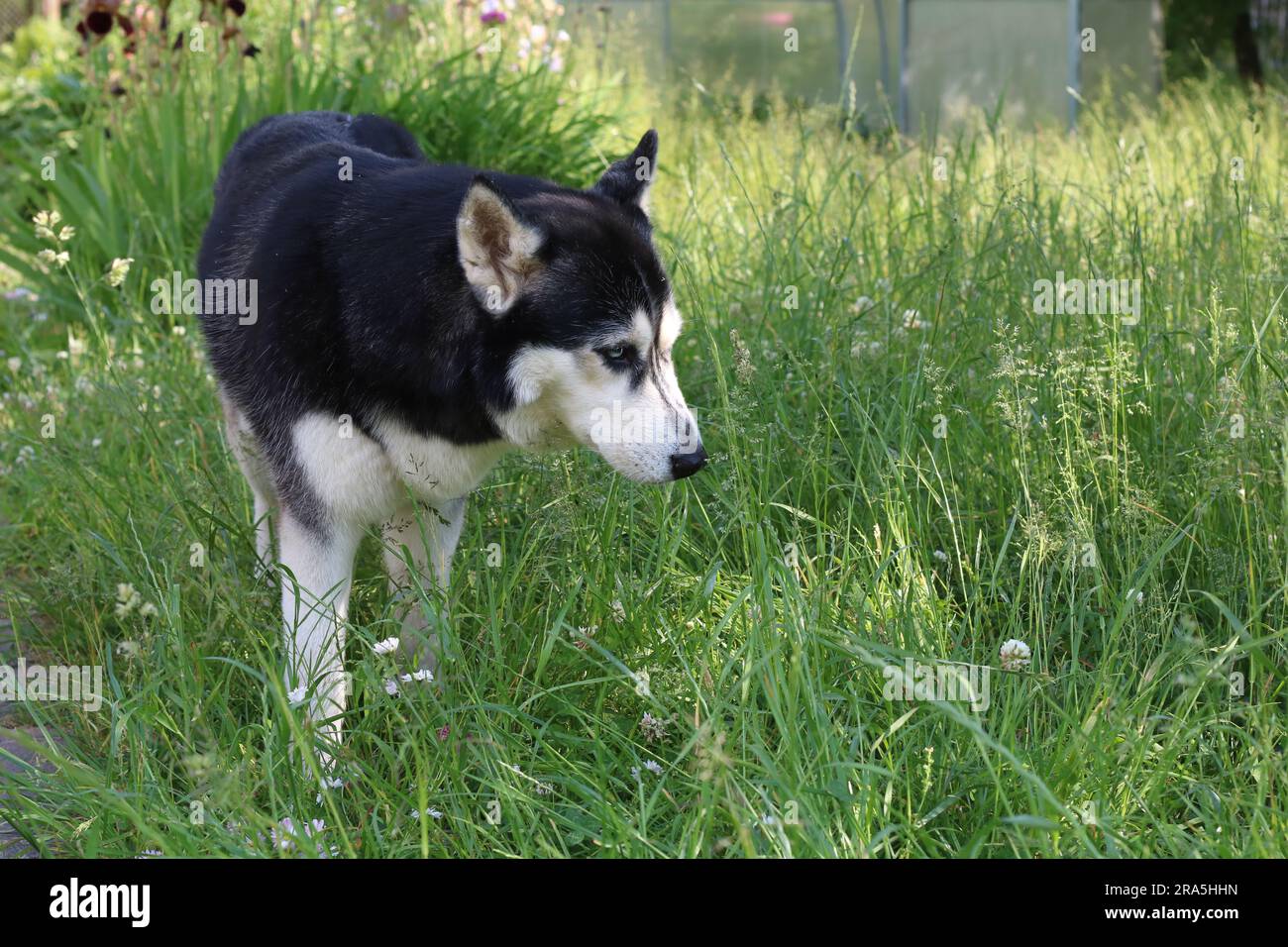 foto di un grande cane che annusa l'erba Foto Stock