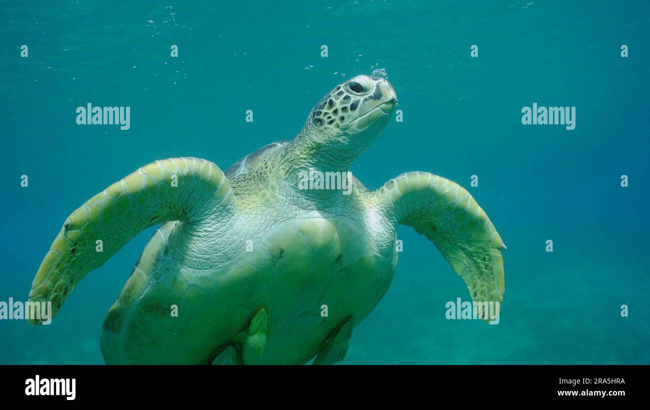 Primo piano della grande tartaruga del Mar Verde (Chelonia mydas) con pesci Remora sotto il guscio galleggia lentamente, Mar Rosso, Safaga, Egitto Foto Stock