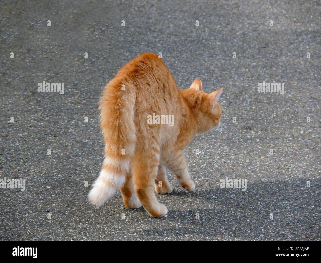 Gatto domestico rosso, in agguato Foto Stock