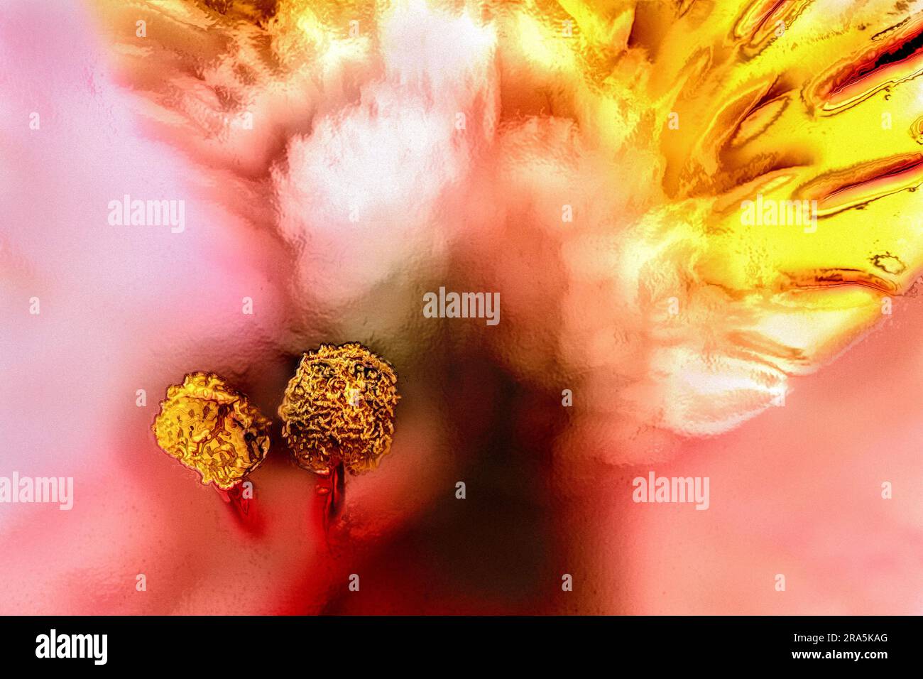 Freesia liquida Foto Stock