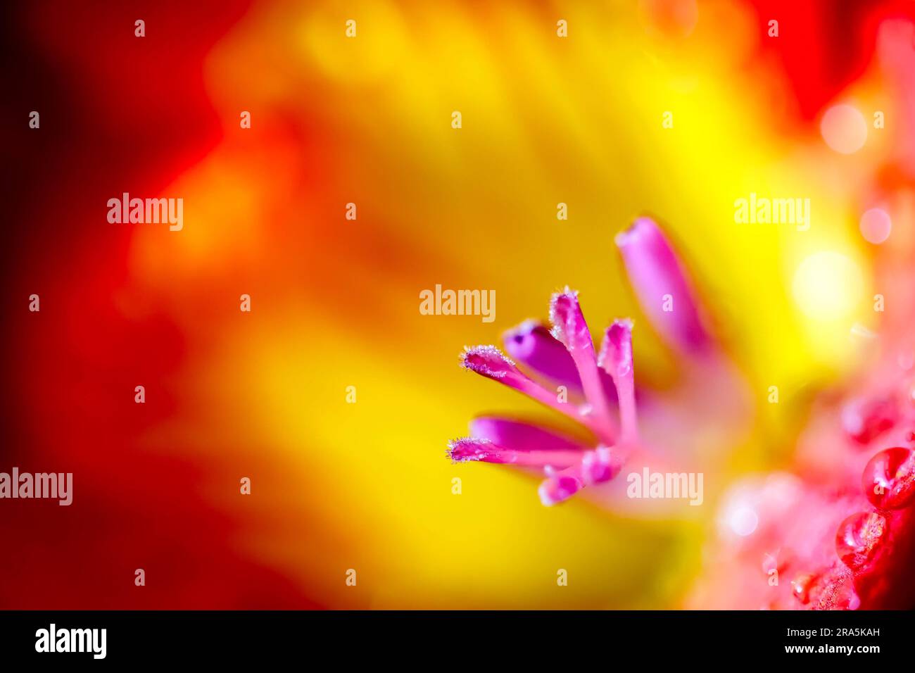 Fresia Extreme Close-up Foto Stock