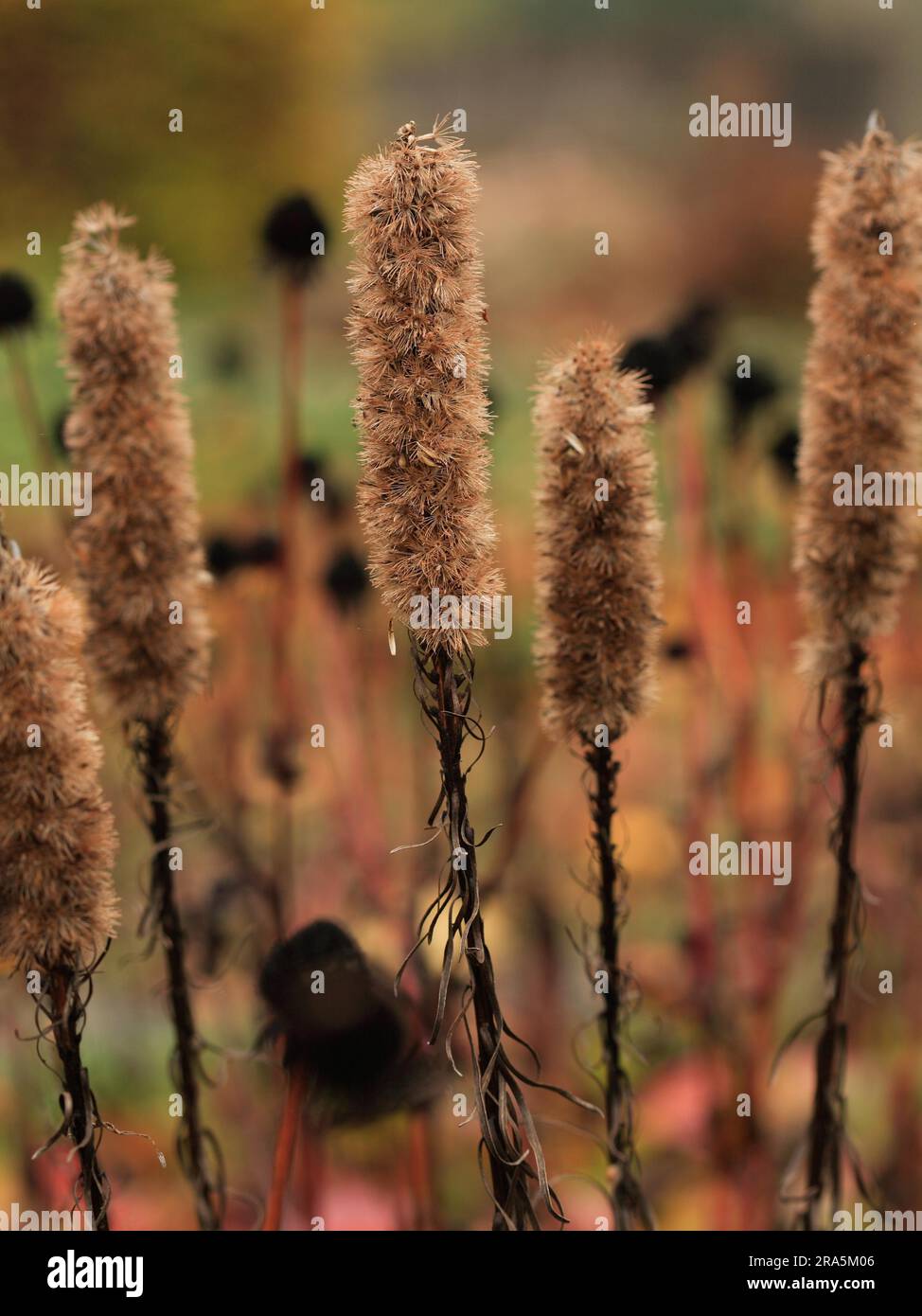 Liatris spicata - splendida carta d'autunno Foto Stock