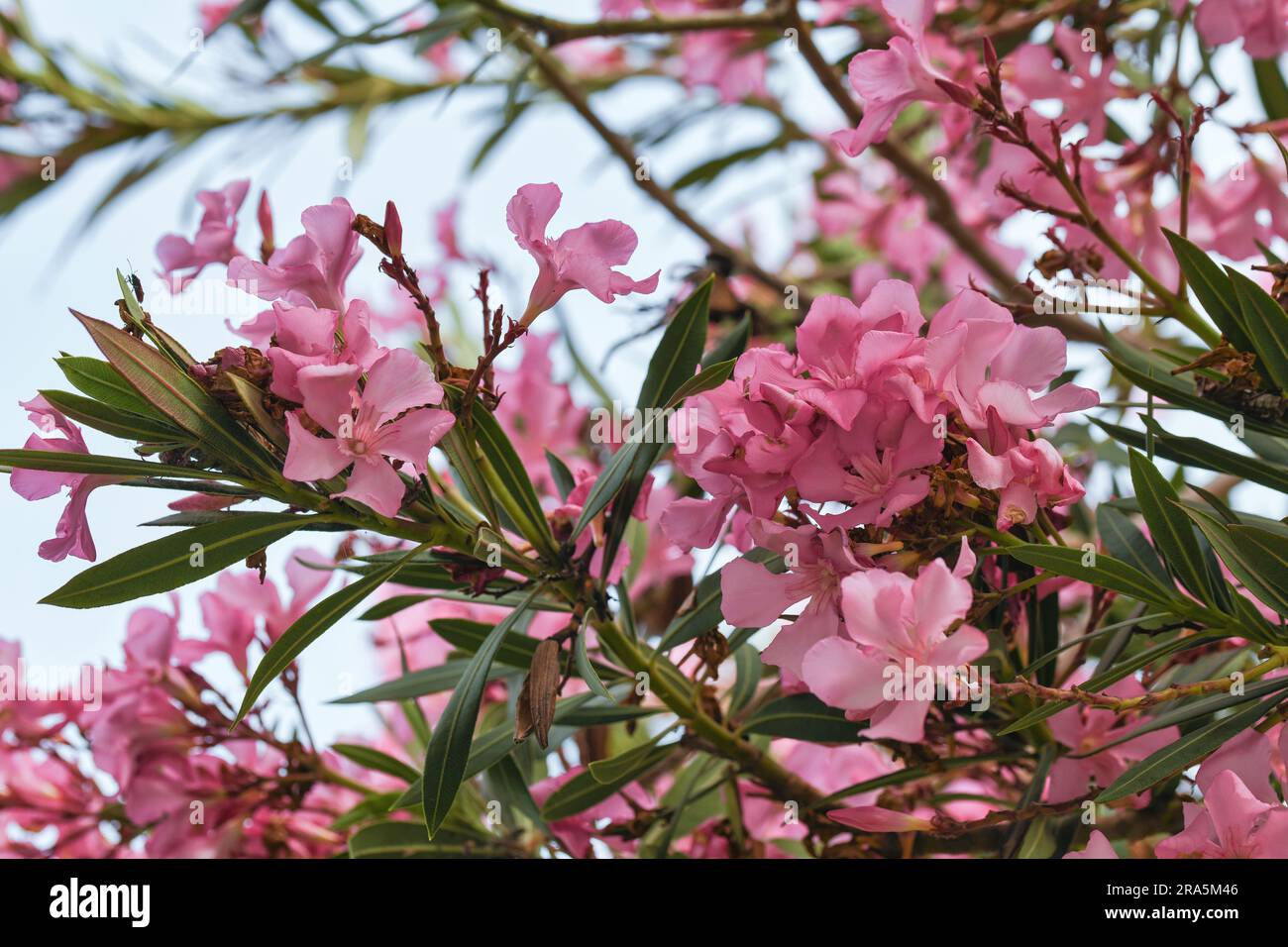 Rosa Blüten des oleanders Foto Stock