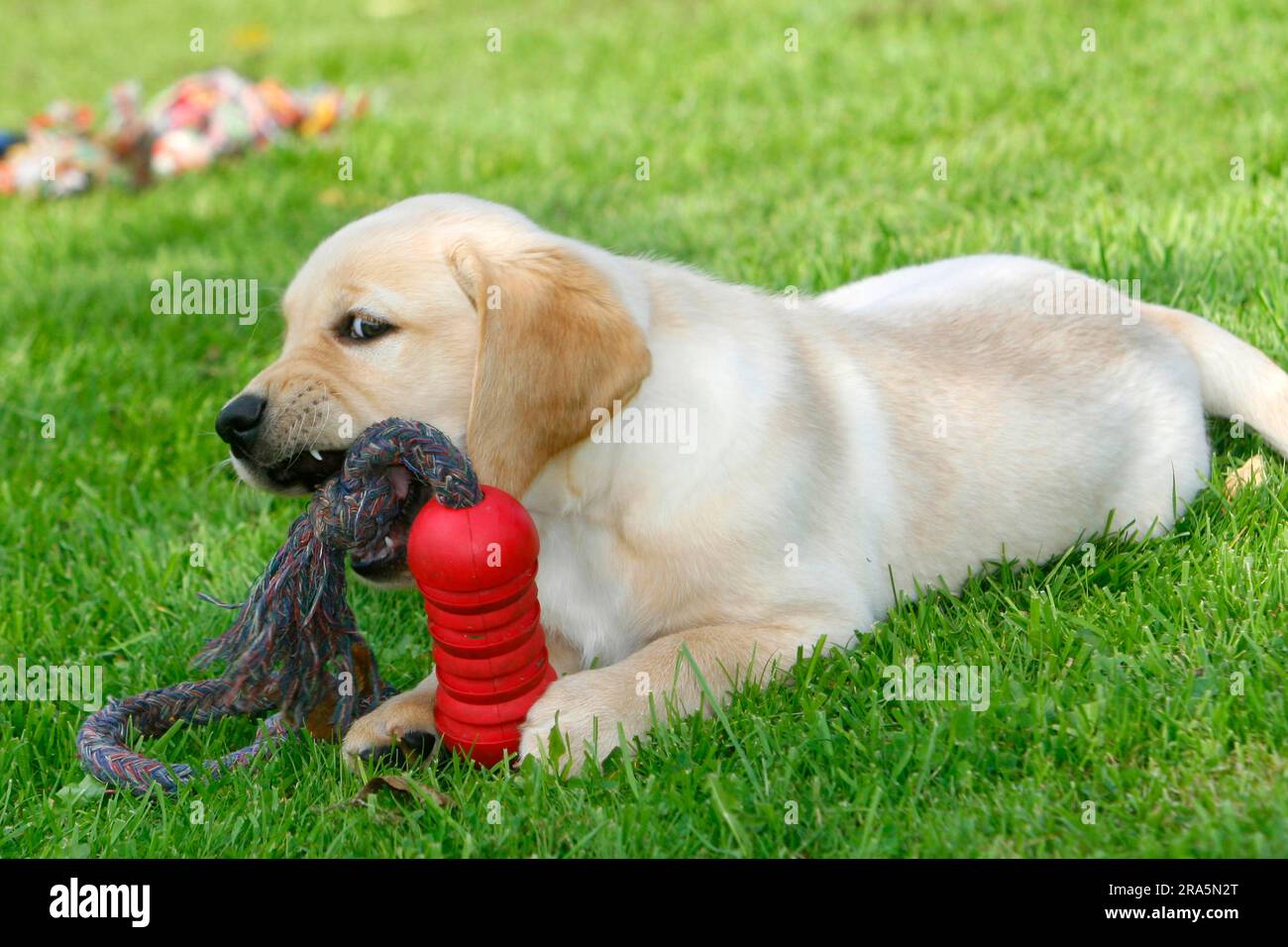 Labrador retriever, cucciolo, mastica il giocattolo Foto Stock