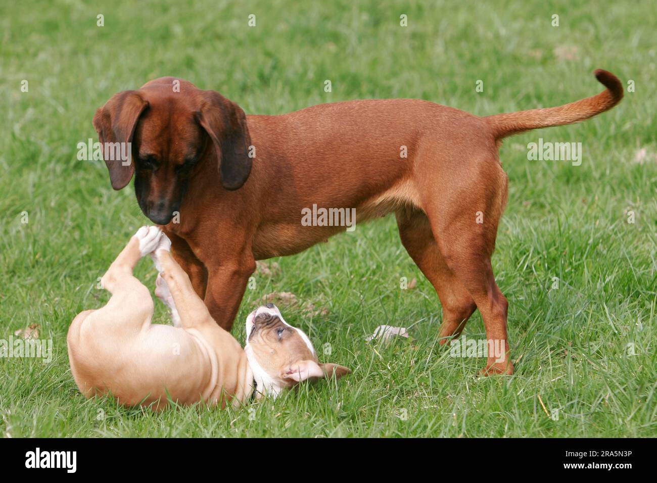 Cane di razza mista, cucciolo, si sottopone a cane sudore di montagna bavarese, gesto di sottomissione, sottomissione Foto Stock
