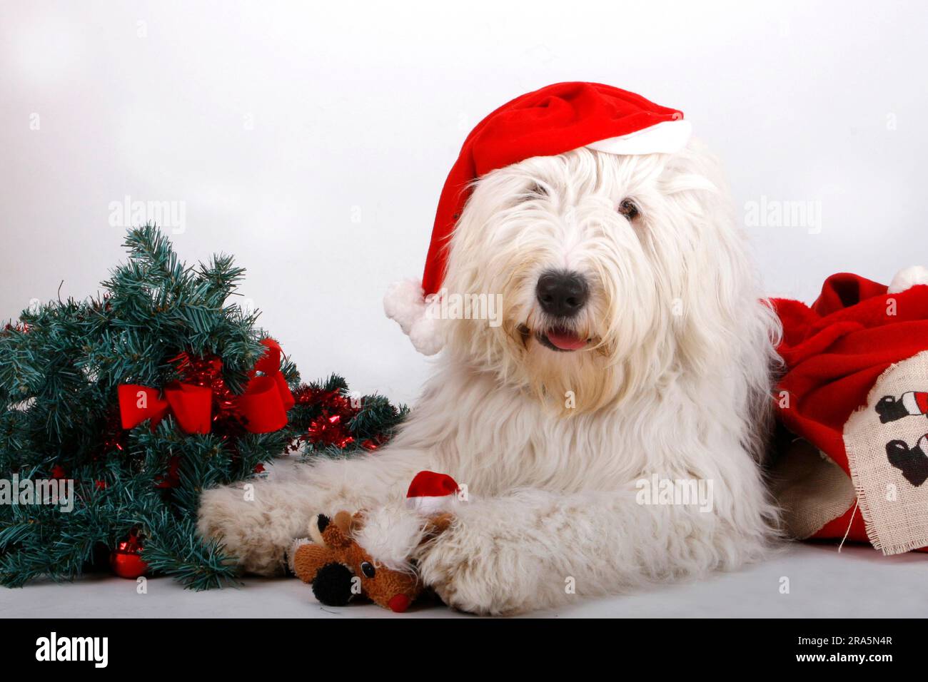 Bobtail con berretto Babbo Natale, cane da pastore Old English Foto Stock